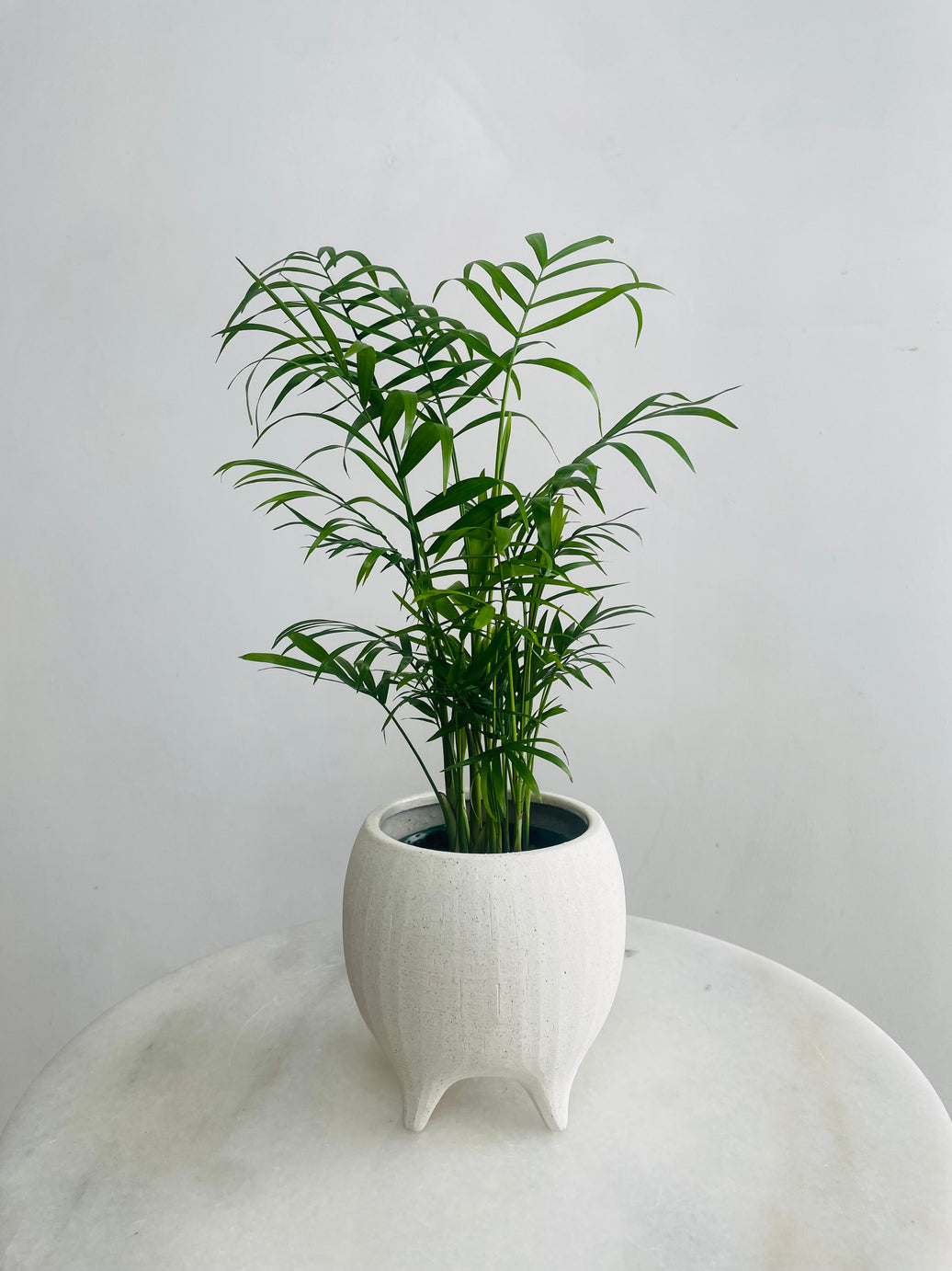 Chamaedorea 'Parlour Palm' & Alena Pot Combo