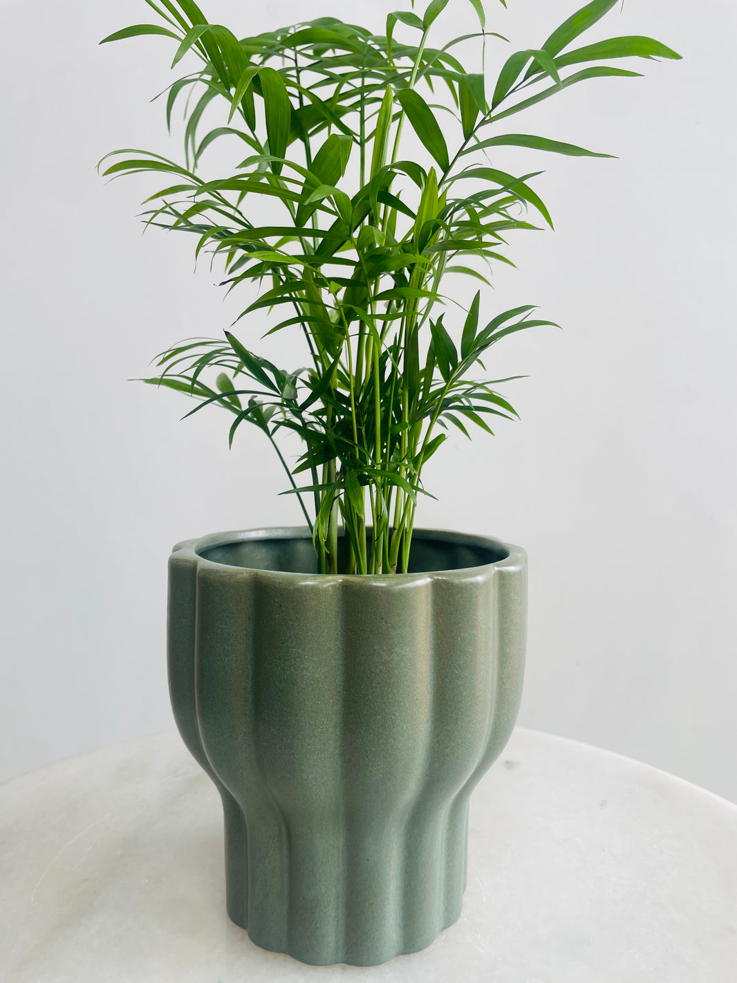 Chamaedorea 'Parlour Palm' & Naku Pot Combo