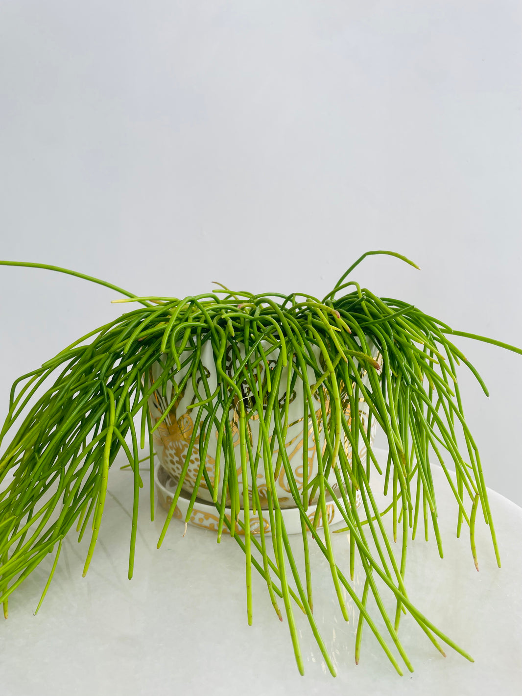 Rhipsalis Cassutha & Gold Garden Pot Combo