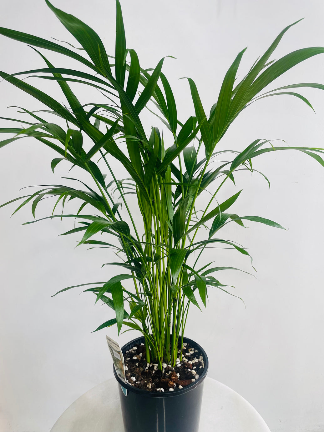 Chamaedorea atrovirens 'Cascade Palm' 180mm Nursery Pot