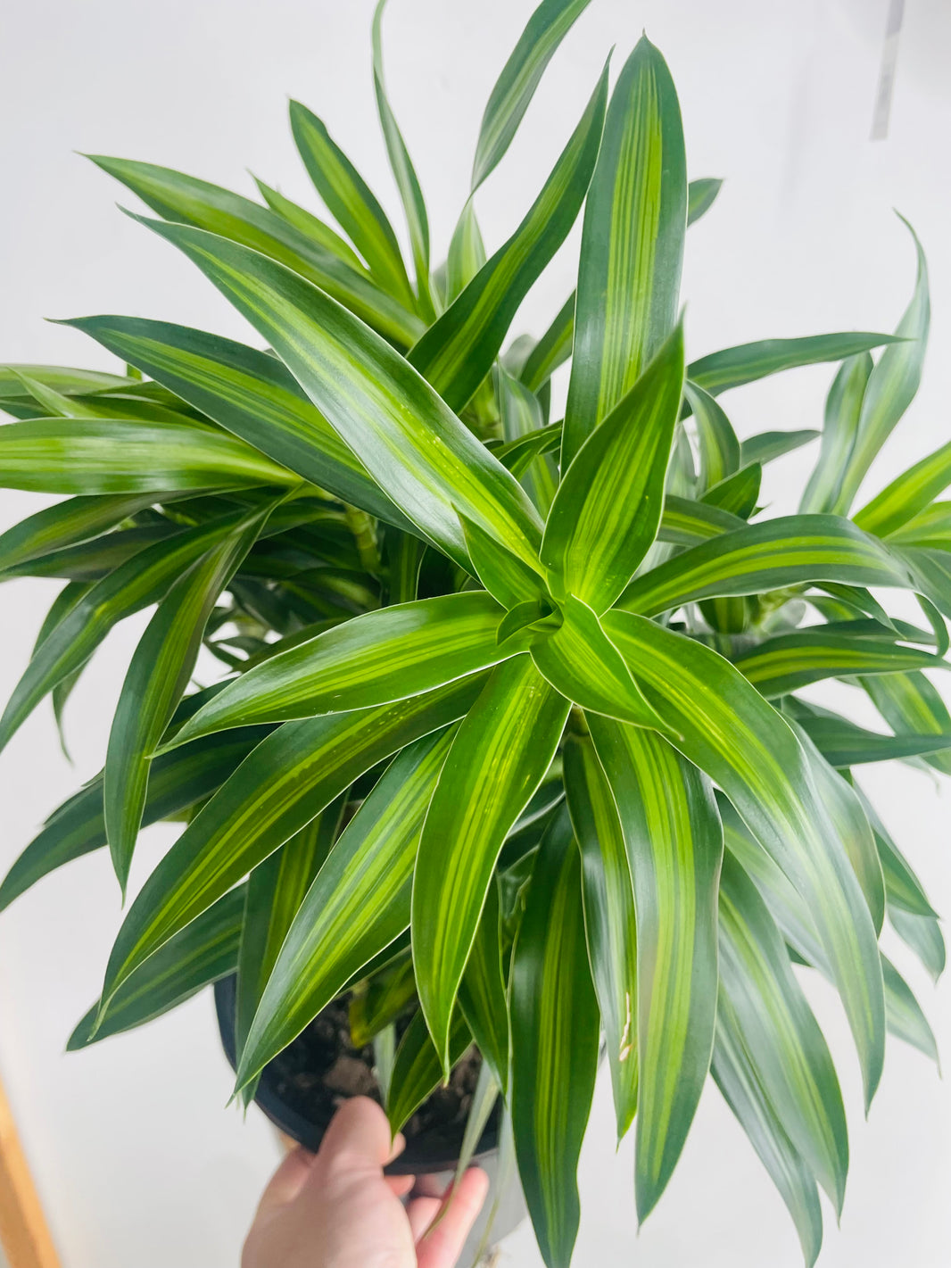 Dracaena reflexa 'Song of Jamaica' 200mm Nursery Pot