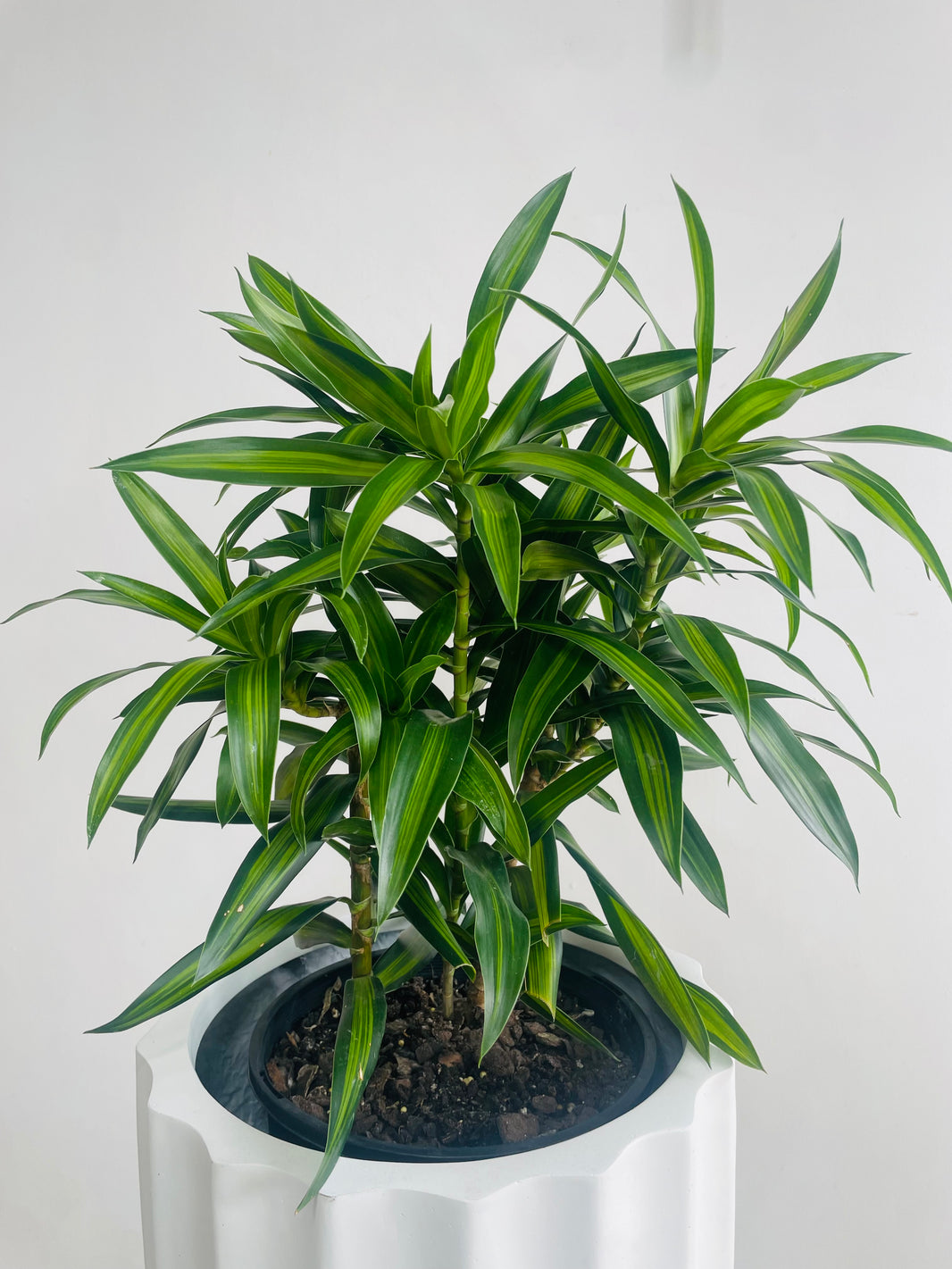 Dracaena 'Song of Jamaica' & Parko Pot Combo