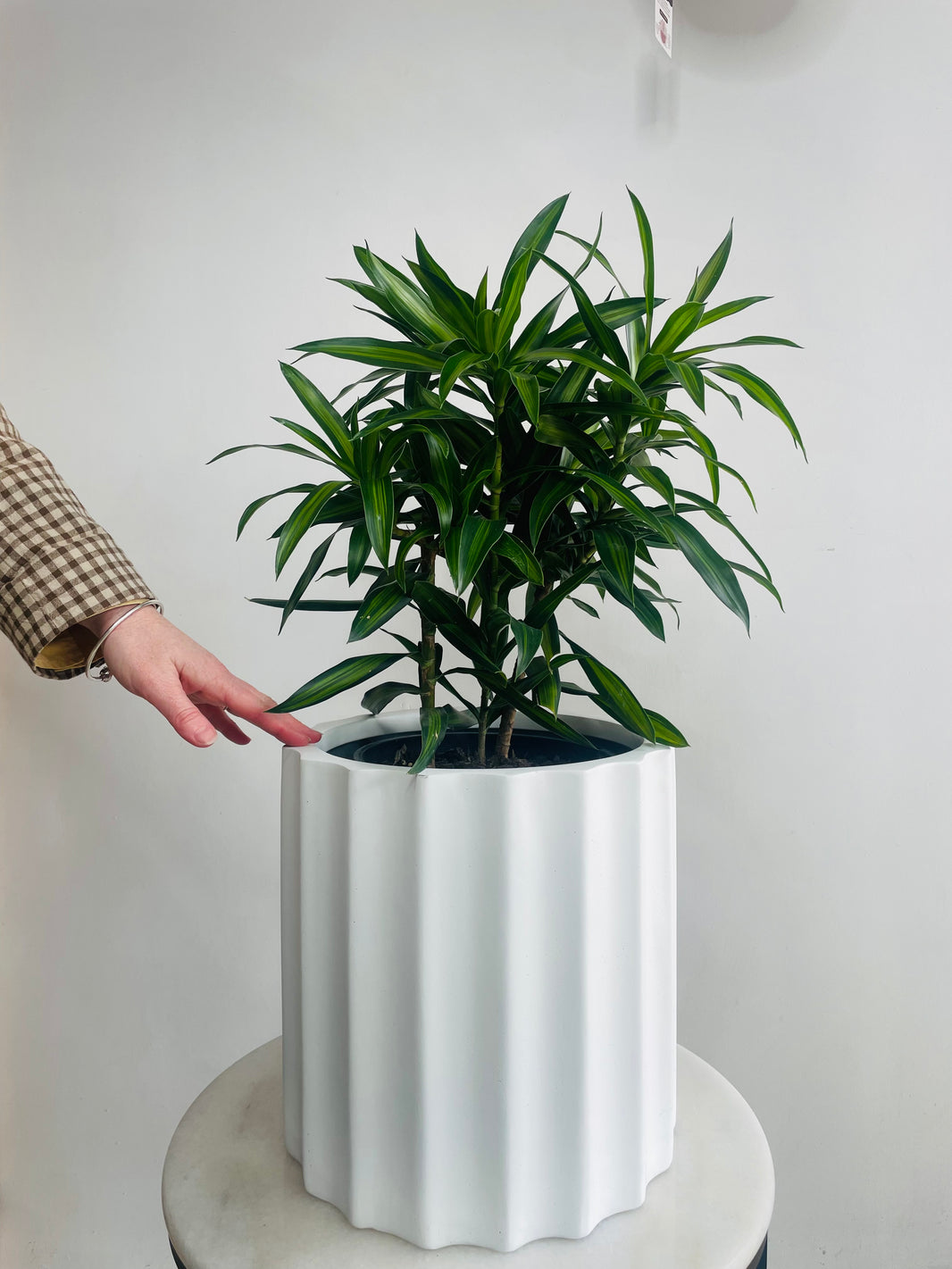 Dracaena 'Song of Jamaica' & Parko Pot Combo