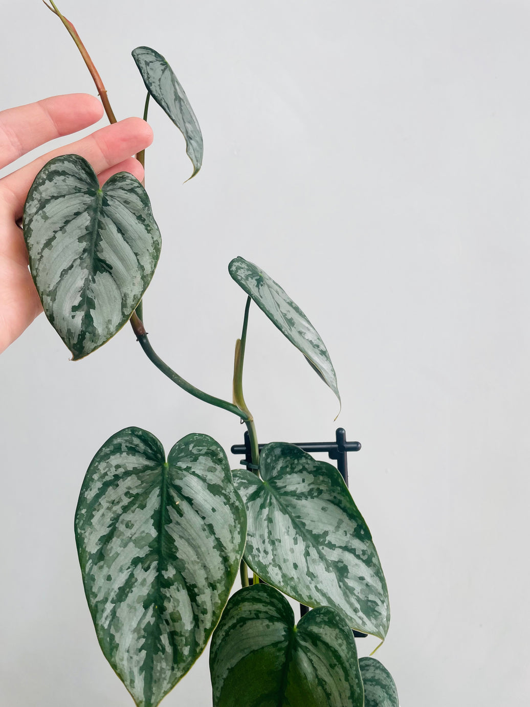 Philodendron brandtianum ‘Silver Leaf Philodendron’ 118mm Nursery Pot