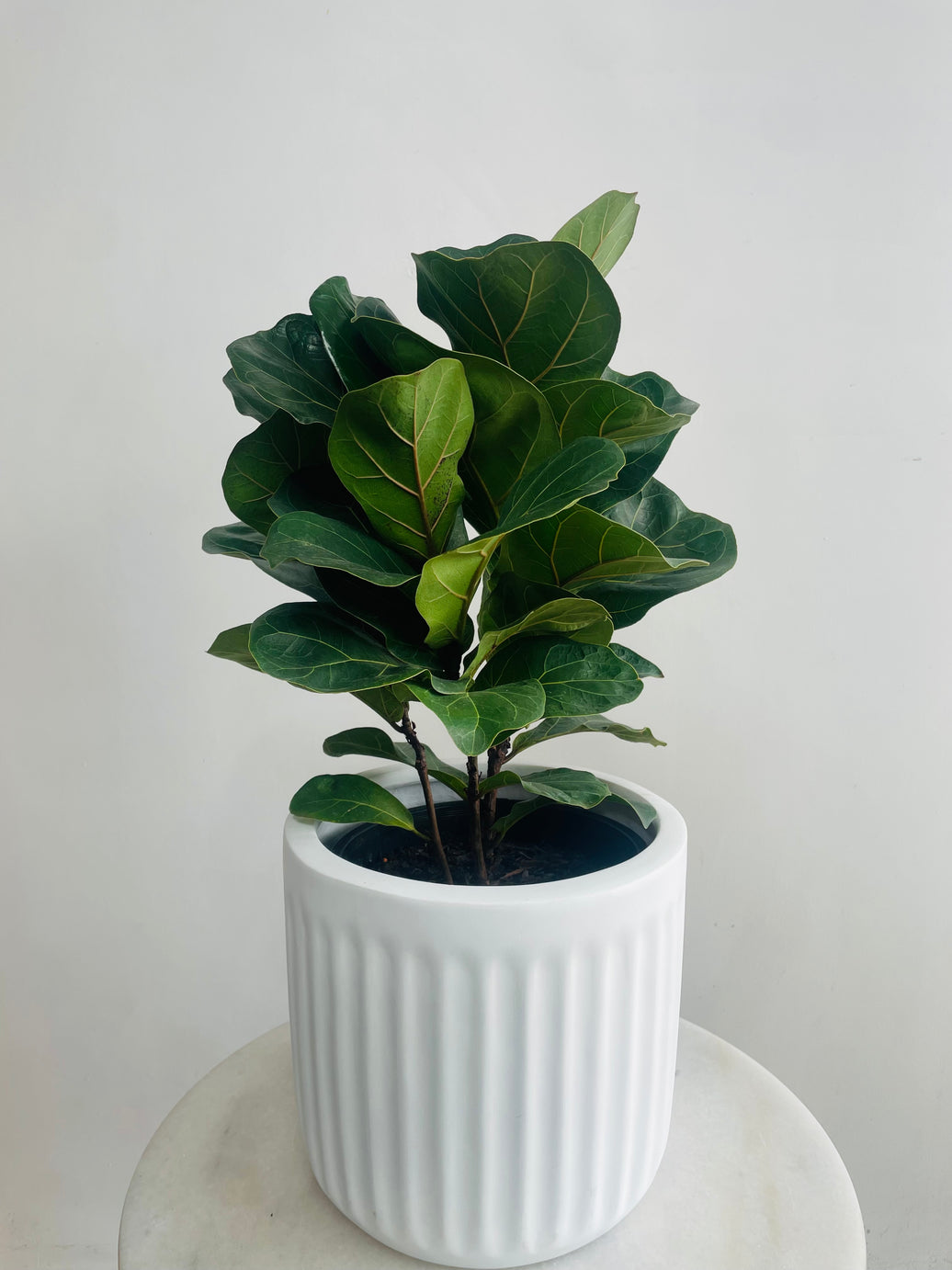Ficus lyrata Bambino & Pleat Pot Combo