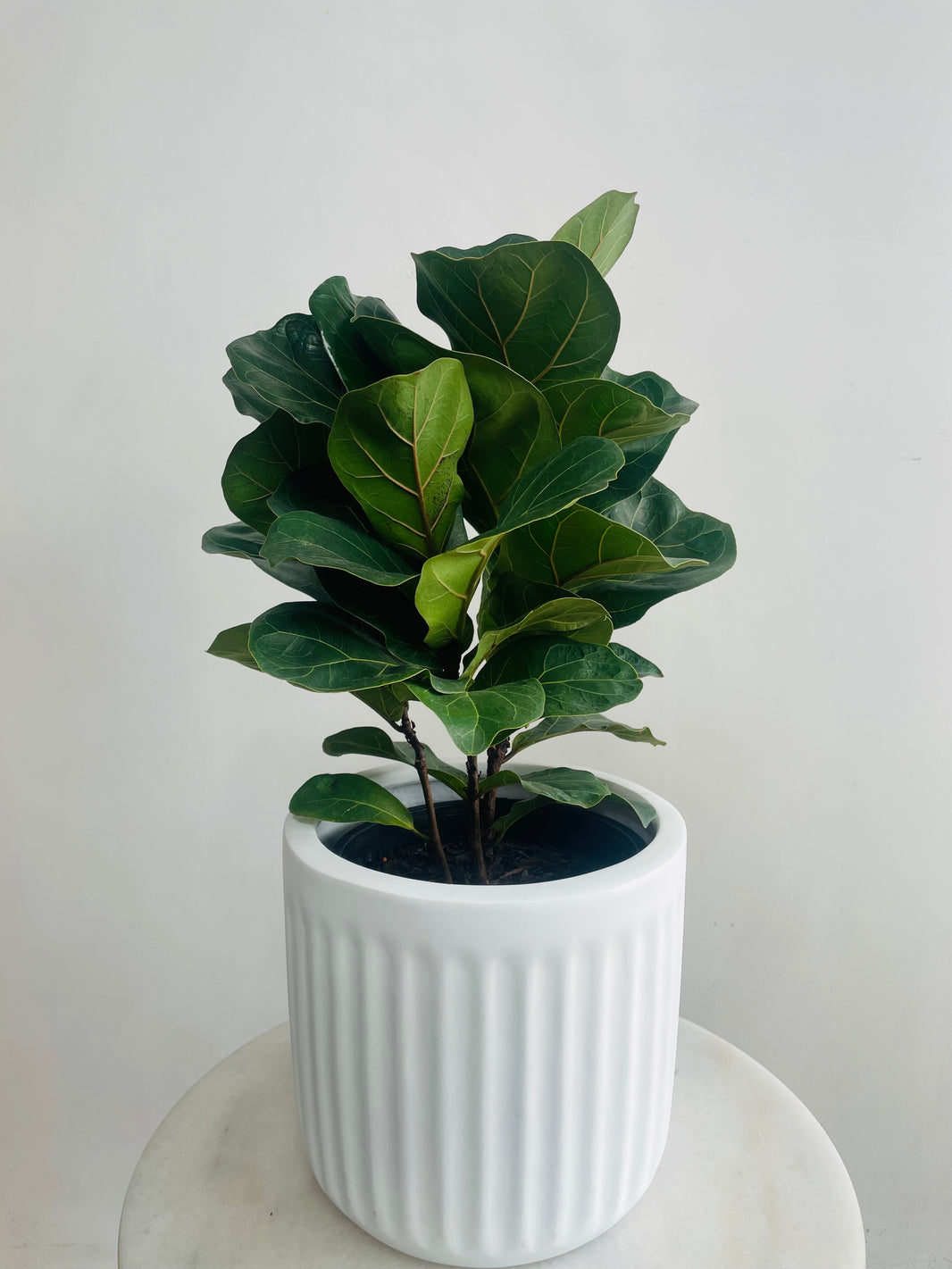 Ficus lyrata Bambino & Pleat Pot Combo