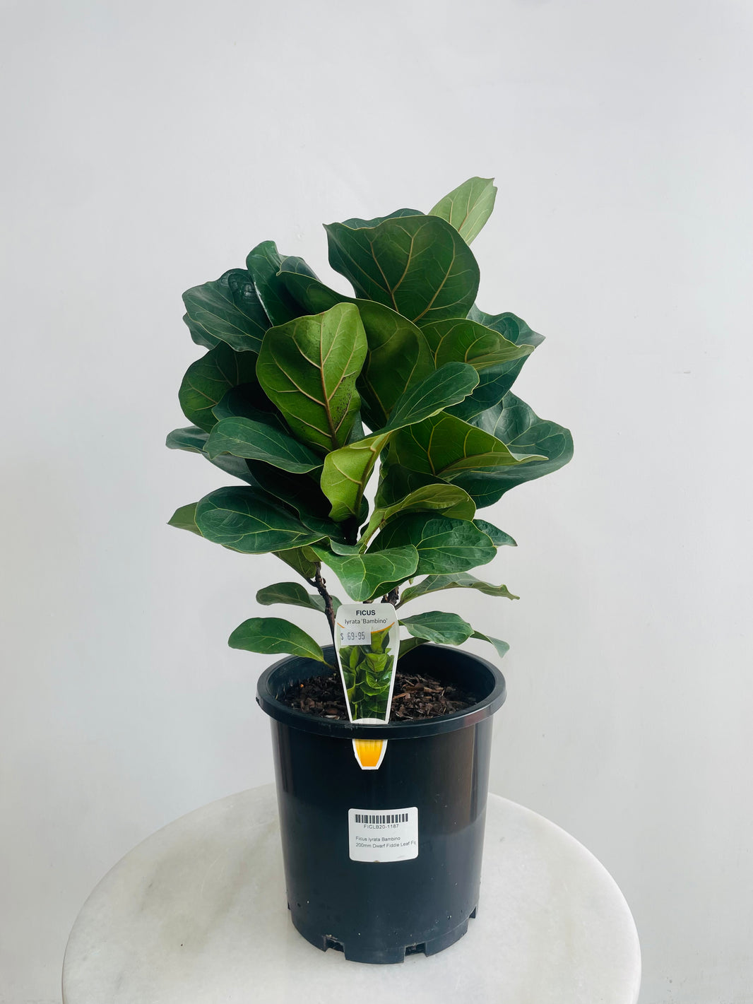 Ficus lyrata bambino 'Dwarf Fiddle Leaf Tree' 200mm Nursery Pot
