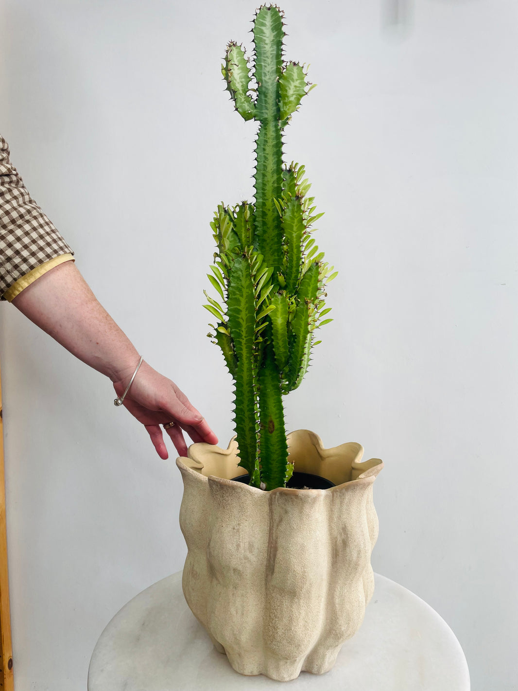 Green African Milk Tree & Oliva Pot Combo