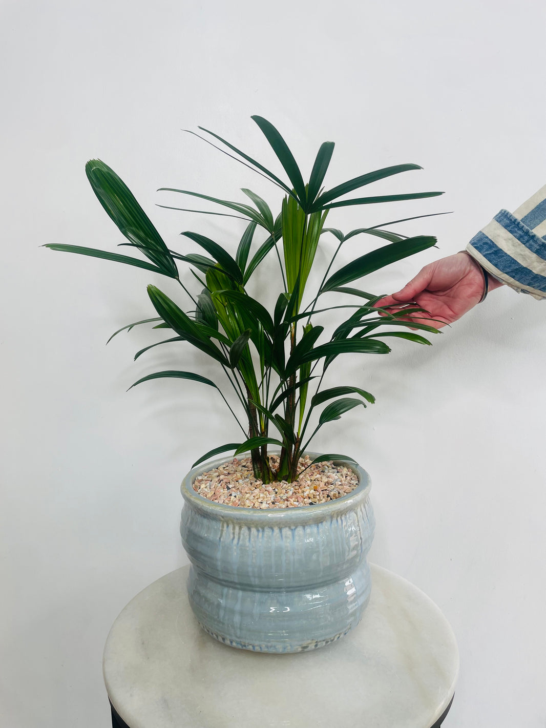 Lady Finger Palm | Ryna Ceramic Pot