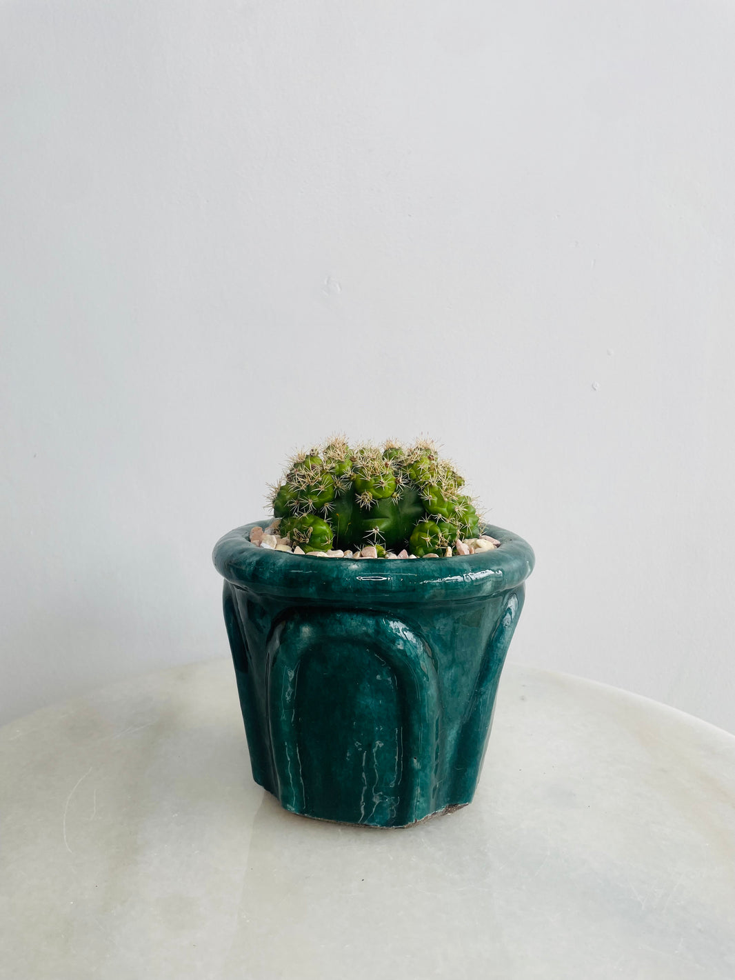 Gymnocalycium 'Chin Cactus' | Eli Ceramic Pot – Deep Teal