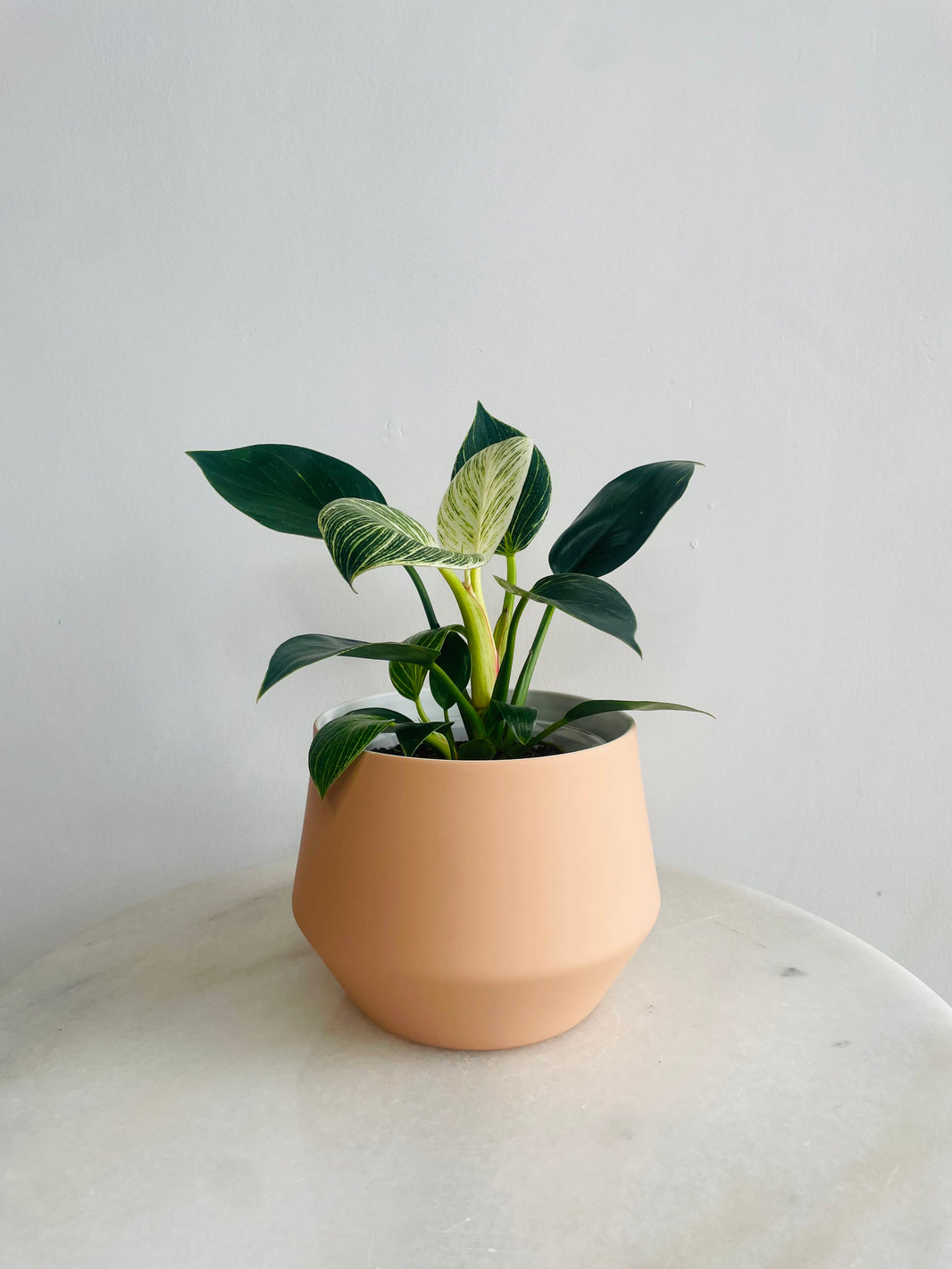 Philodendron ‘Birkin’ | Samso Planter Small