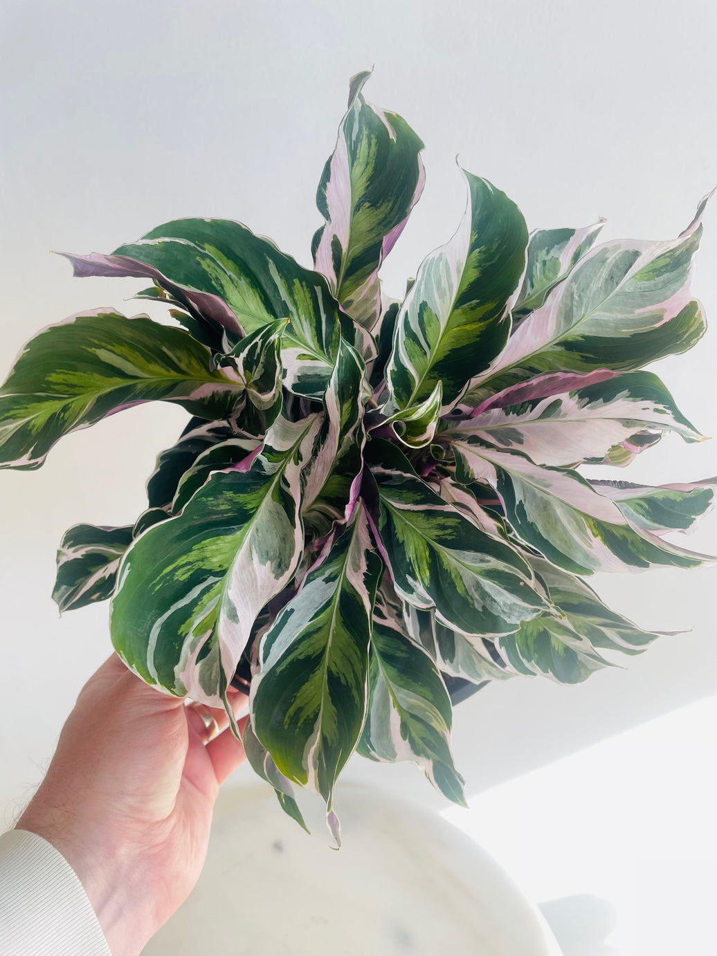 White Fusion | Calathea lietzei | 200mm Nursery Pot