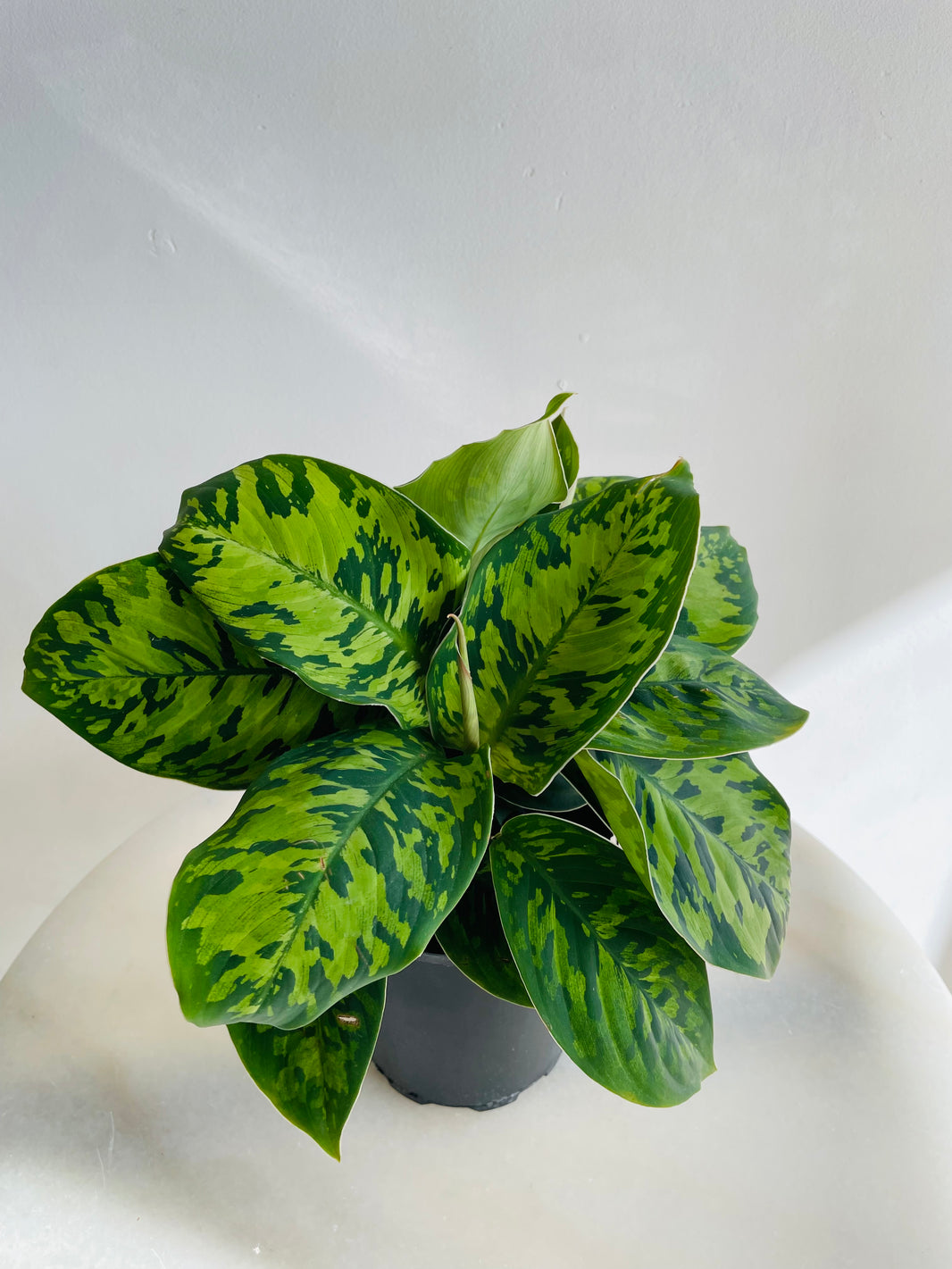 Camouflage Plant | Homalomena wallisii | 125mm Nursery Pot