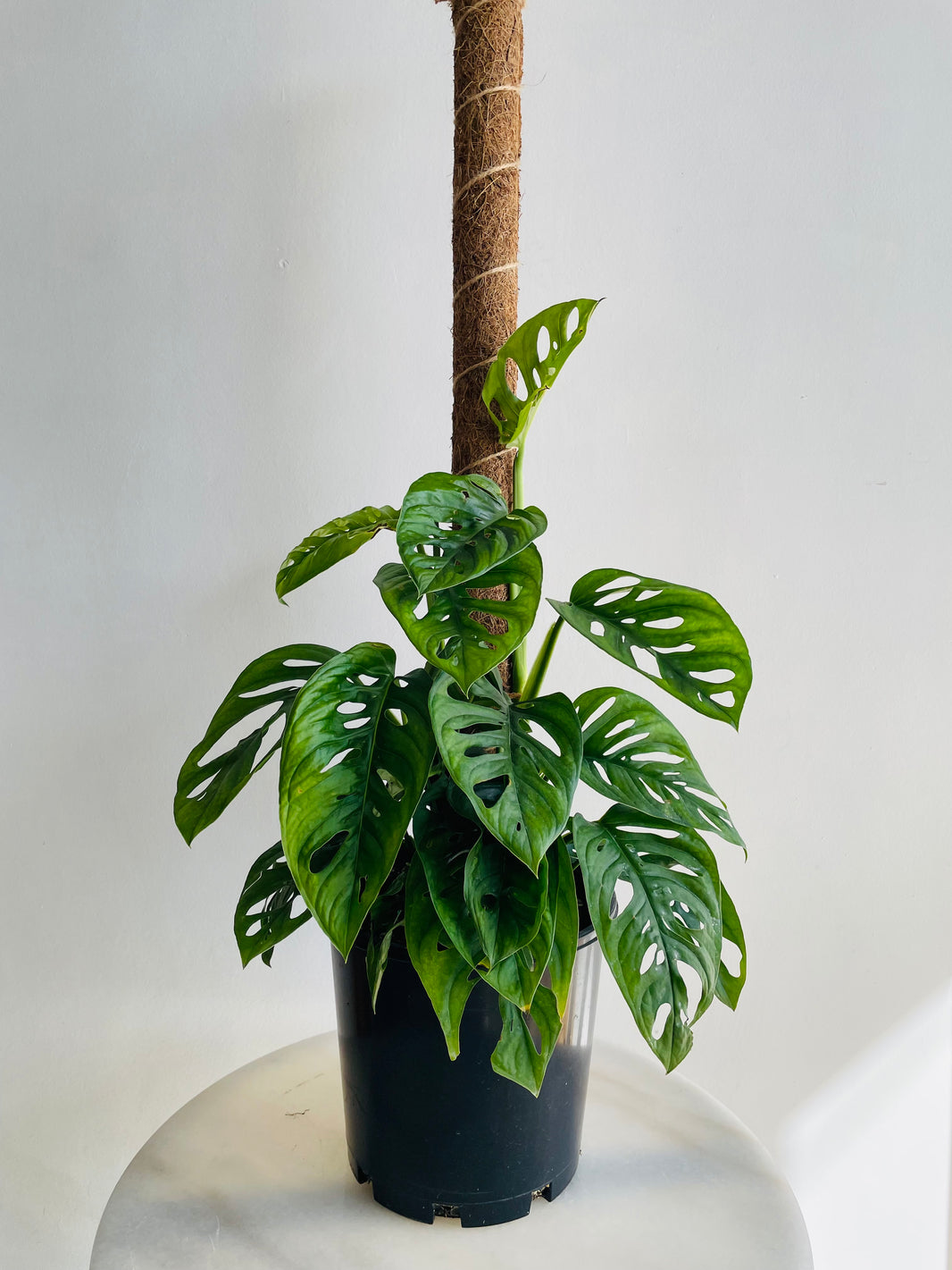 Monkey Mask Totem | Monstera adansonii | 200mm Nursery Pot