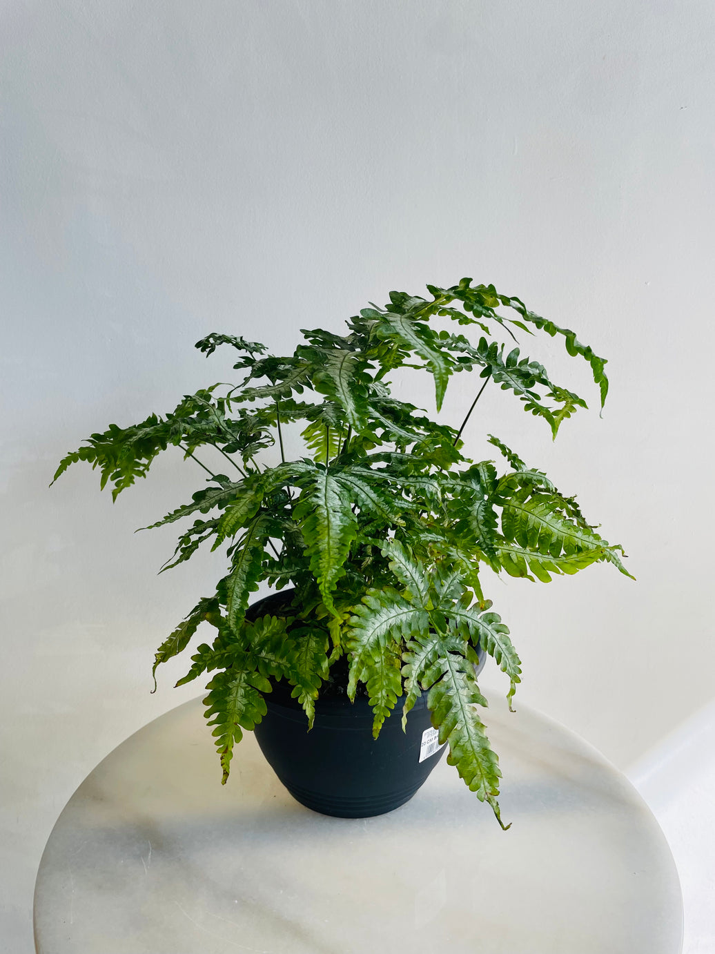 Silver Brake Fern | Pteris sp. | 200mm Hanging Basket