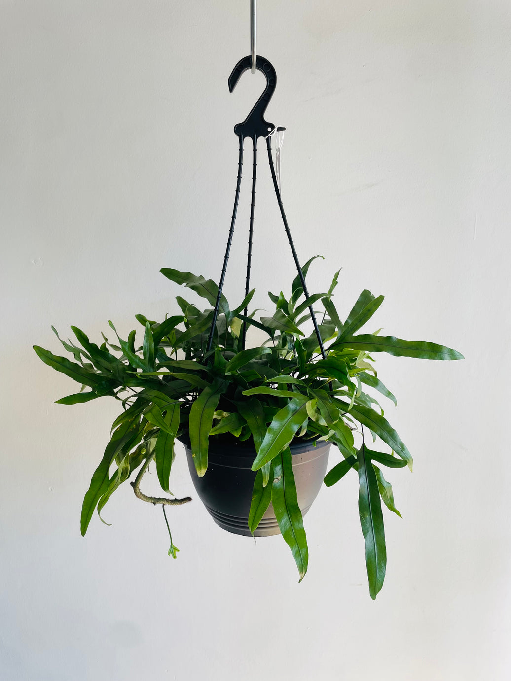 Kangaroo Fern | Microsorum diversifolium | 200mm Hanging Basket