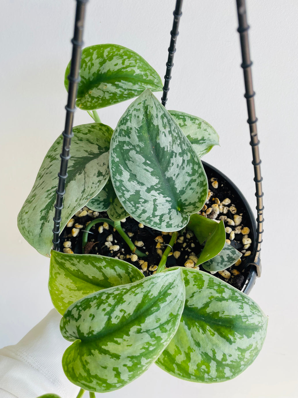 Satin Pothos | Scindapsus pictus | 200mm Hanging Basket