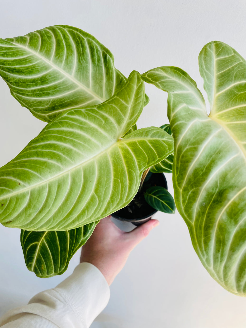 Magnificum Angel Wings | Xanthosoma lindenii | 125mm Nursery Pot