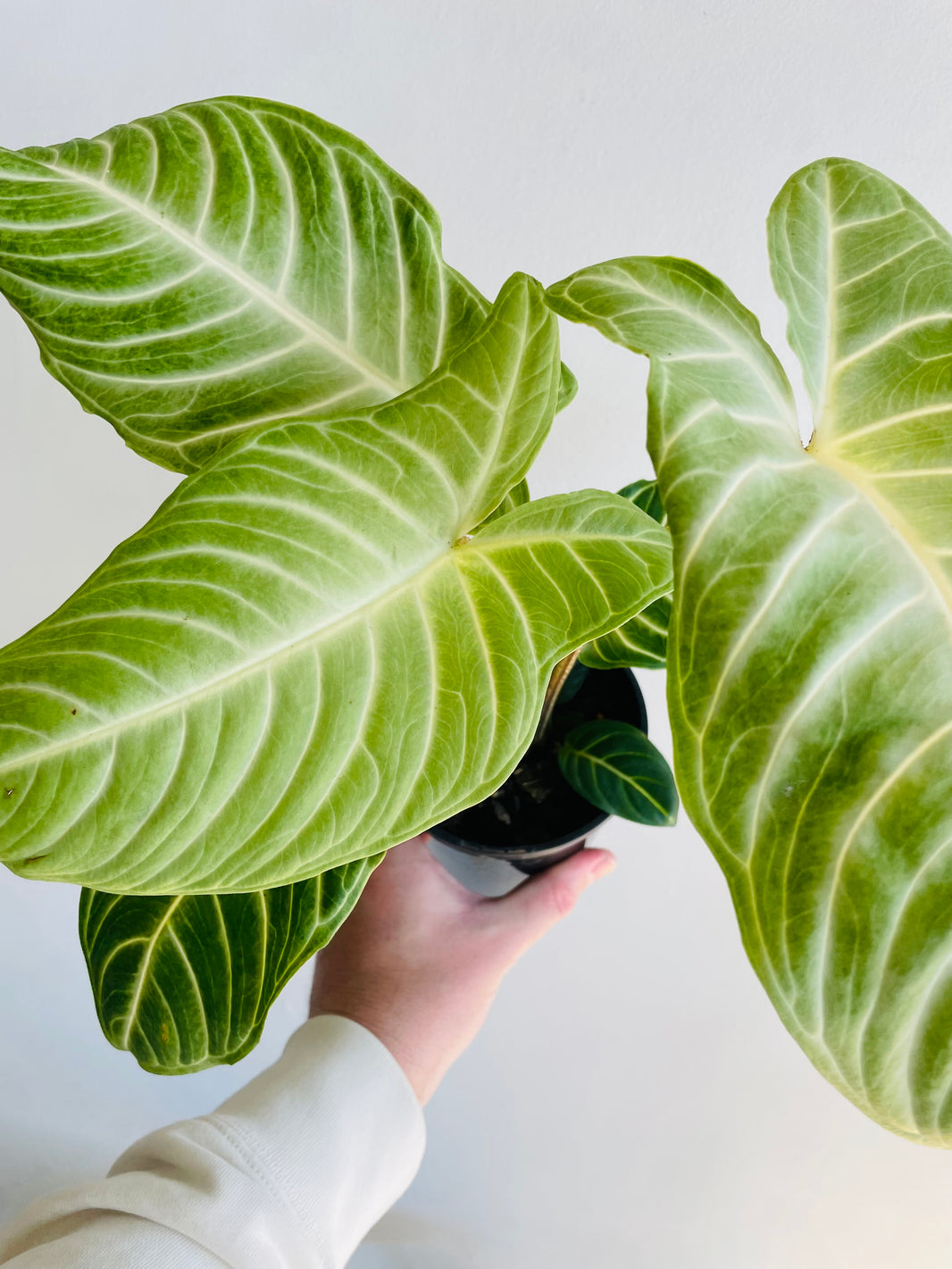 Magnificum Angel Wings | Xanthosoma lindenii | 125mm Nursery Pot