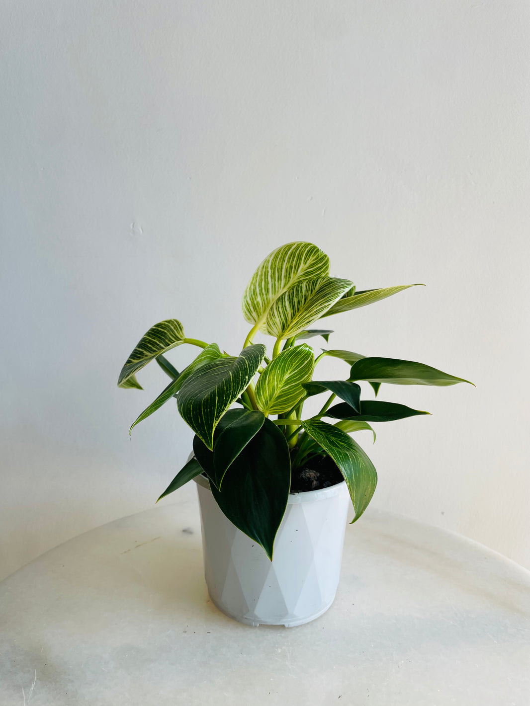 Birkin | Philodendron hybrida | 130mm Nursery Pot