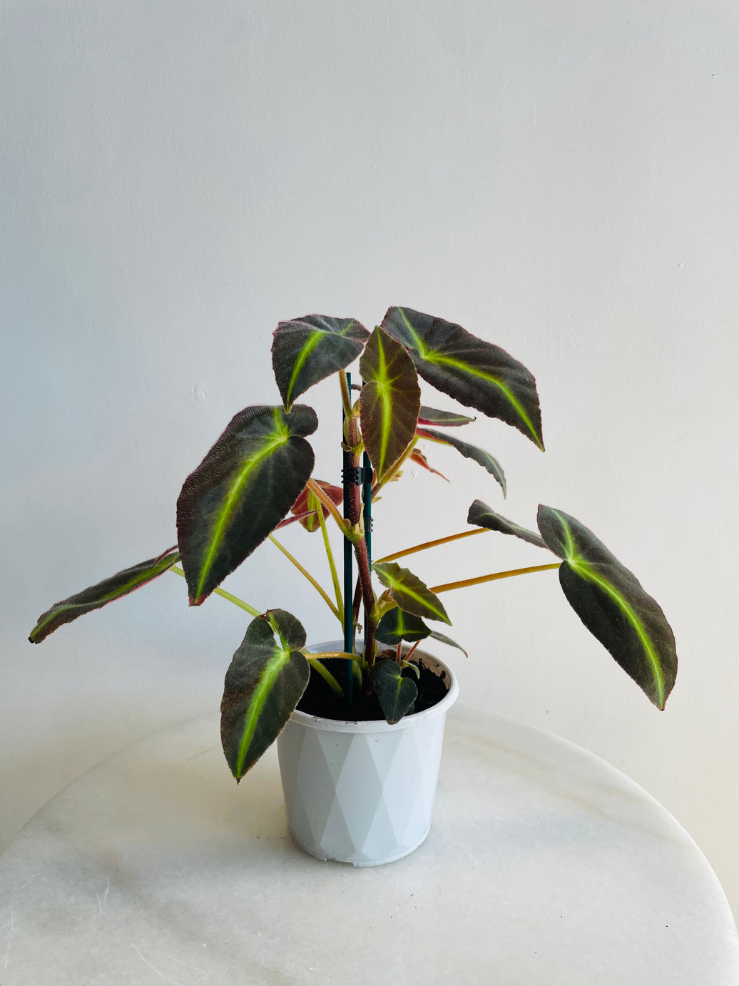 Candy Stripes Begonia | Begonia listada | 130mm Nursery Pot
