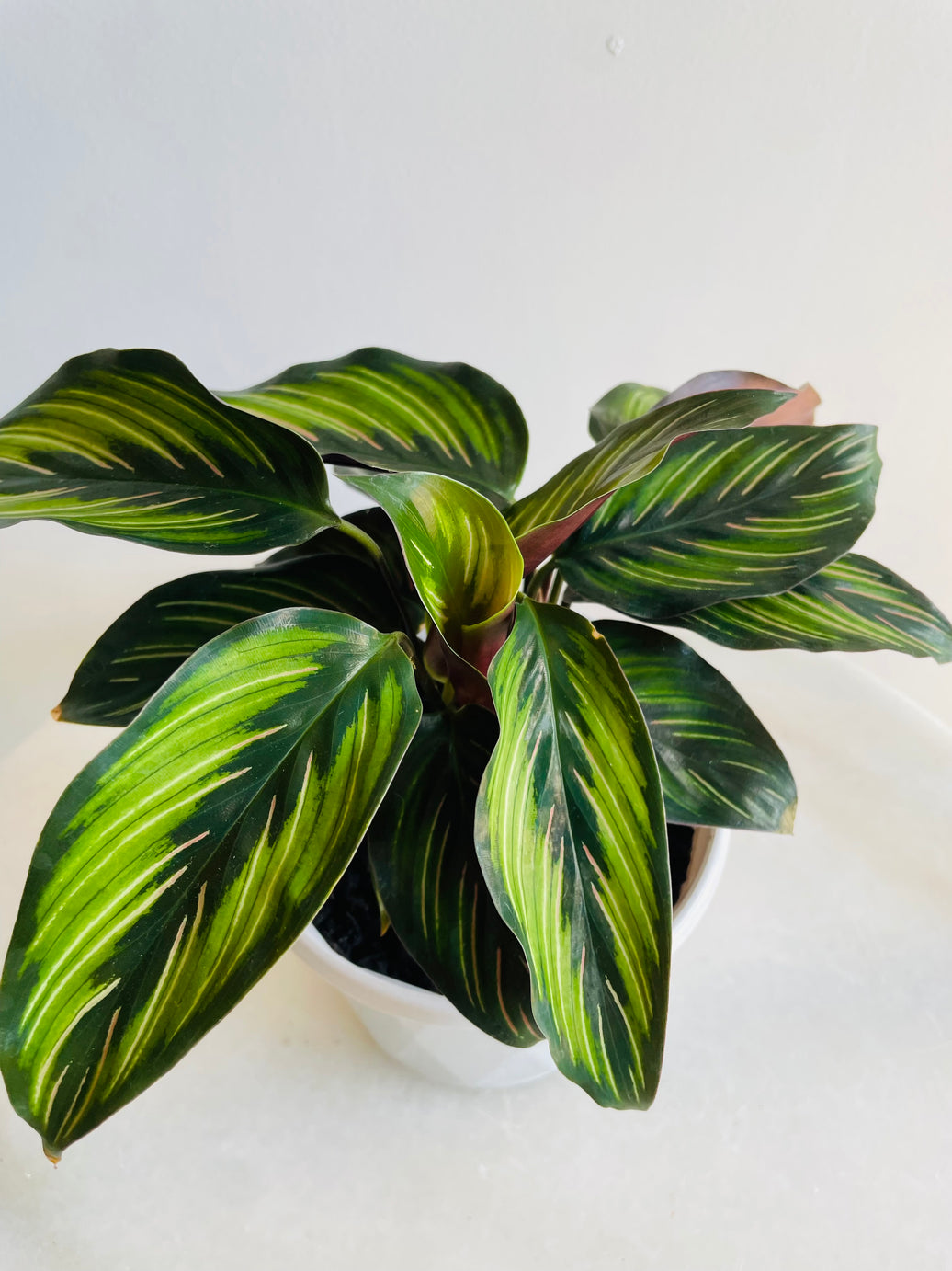 Beauty Star Calathea | Goeppertia ornata | 130mm Nursery Pot