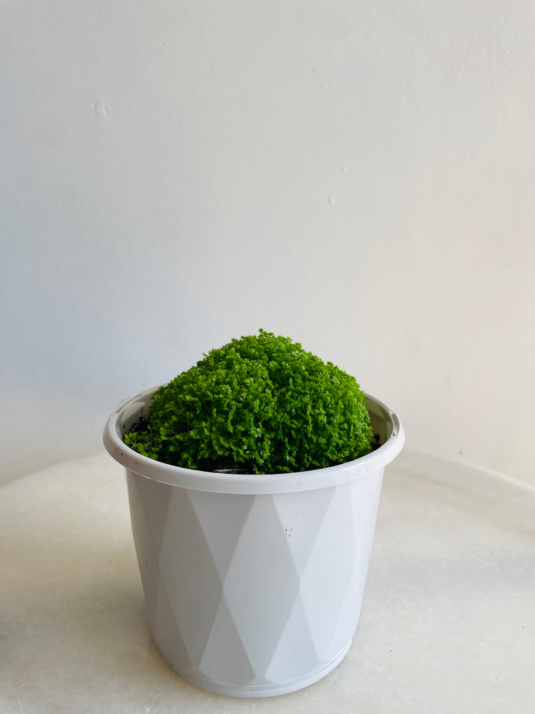 Meadow Spike Moss | Selaginella apoda | 130mm Nursery Pot