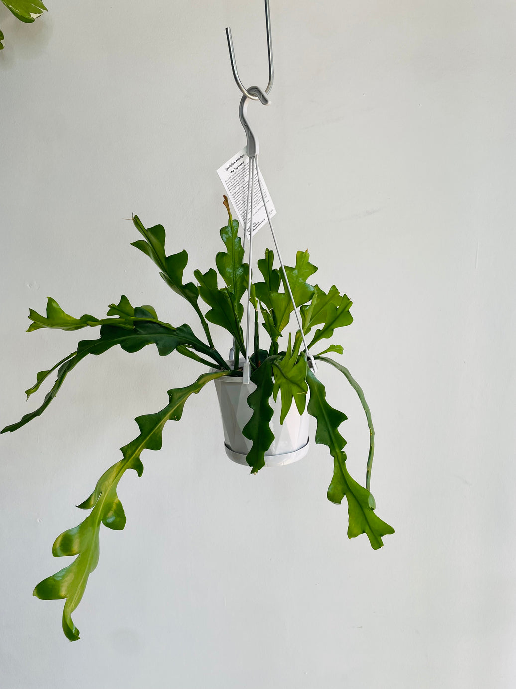 Zig Zag Cactus | Epiphyllum anguliger | 130mm Nursery Pot