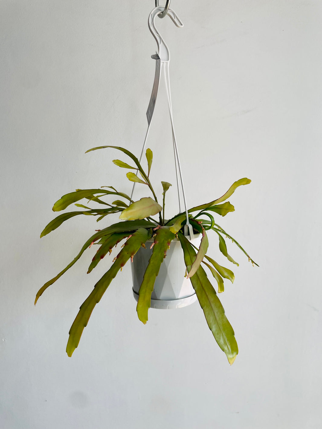 Red Dragon Cactus | Rhipsalis ramulosa | 130mm Nursery Pot