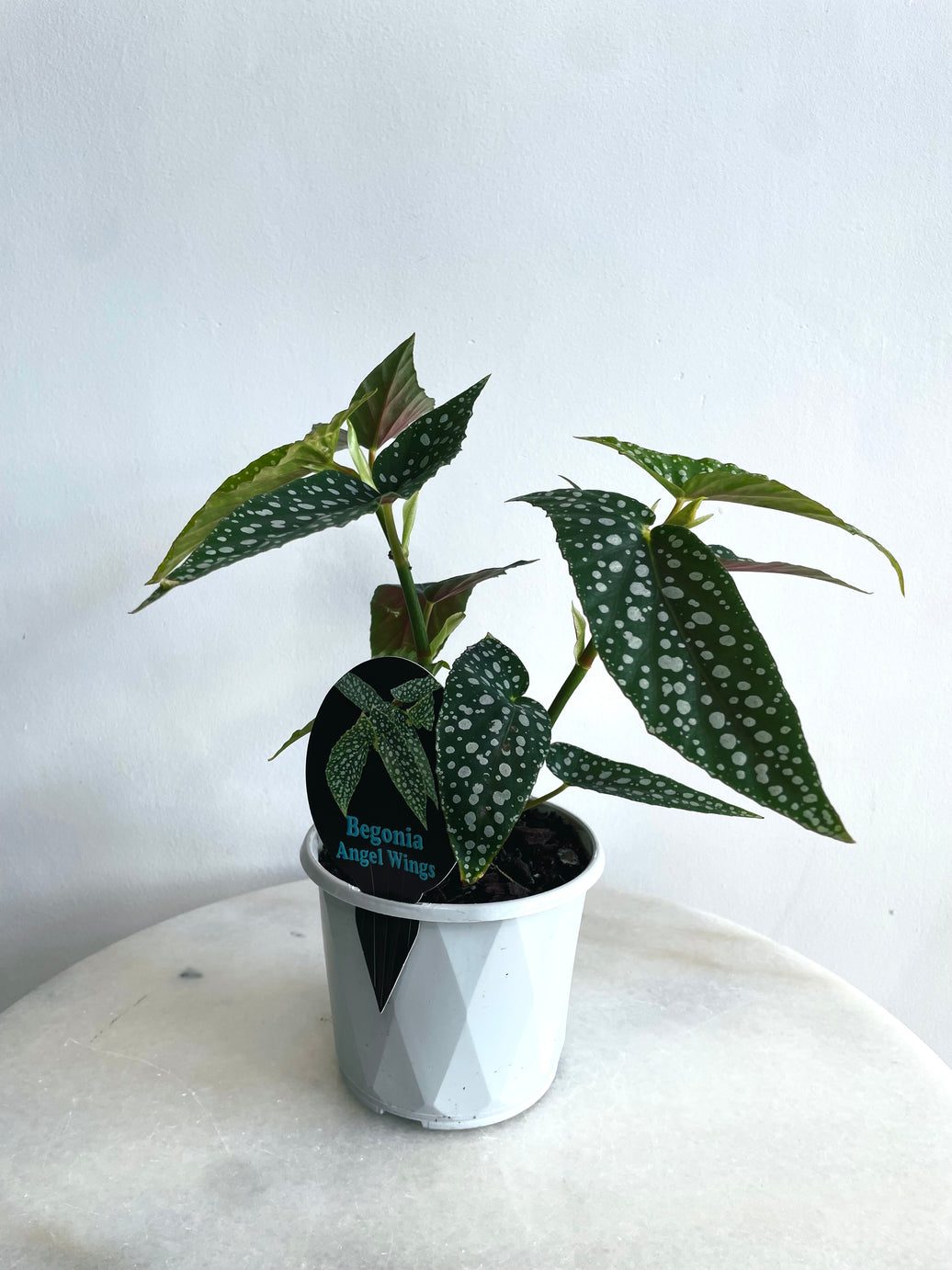 White Ice | Begonia maculata | 130mm Nursery Pot