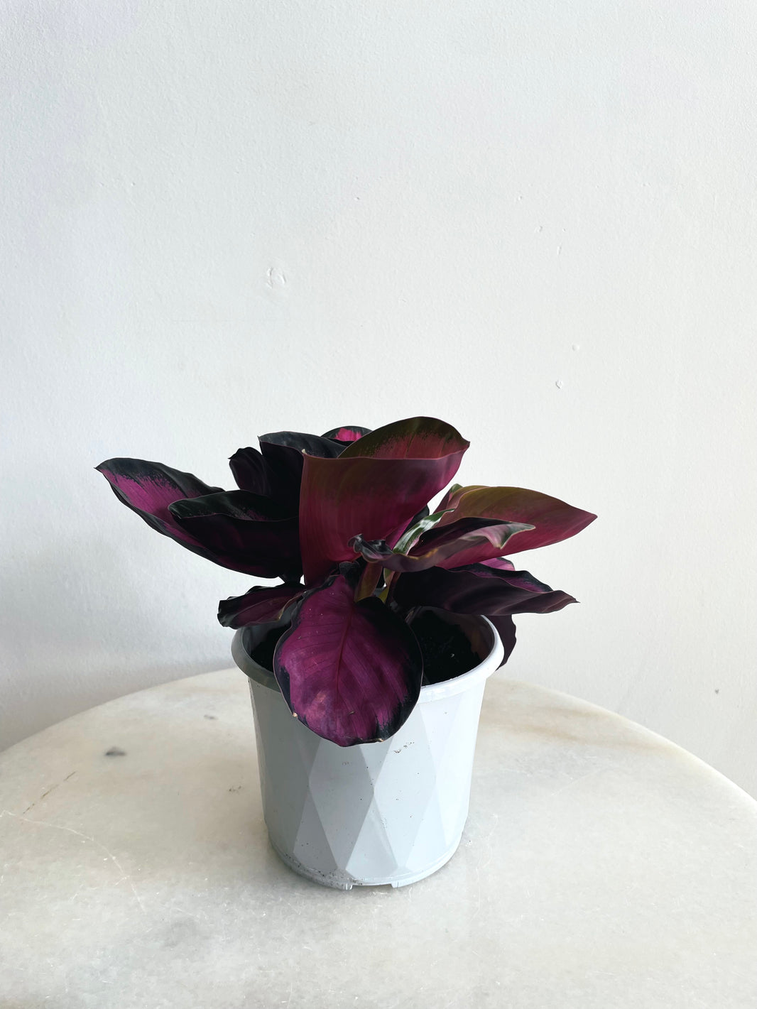 Rosey Calathea | Goeppertia roseopicta | 130mm Nursery Pot