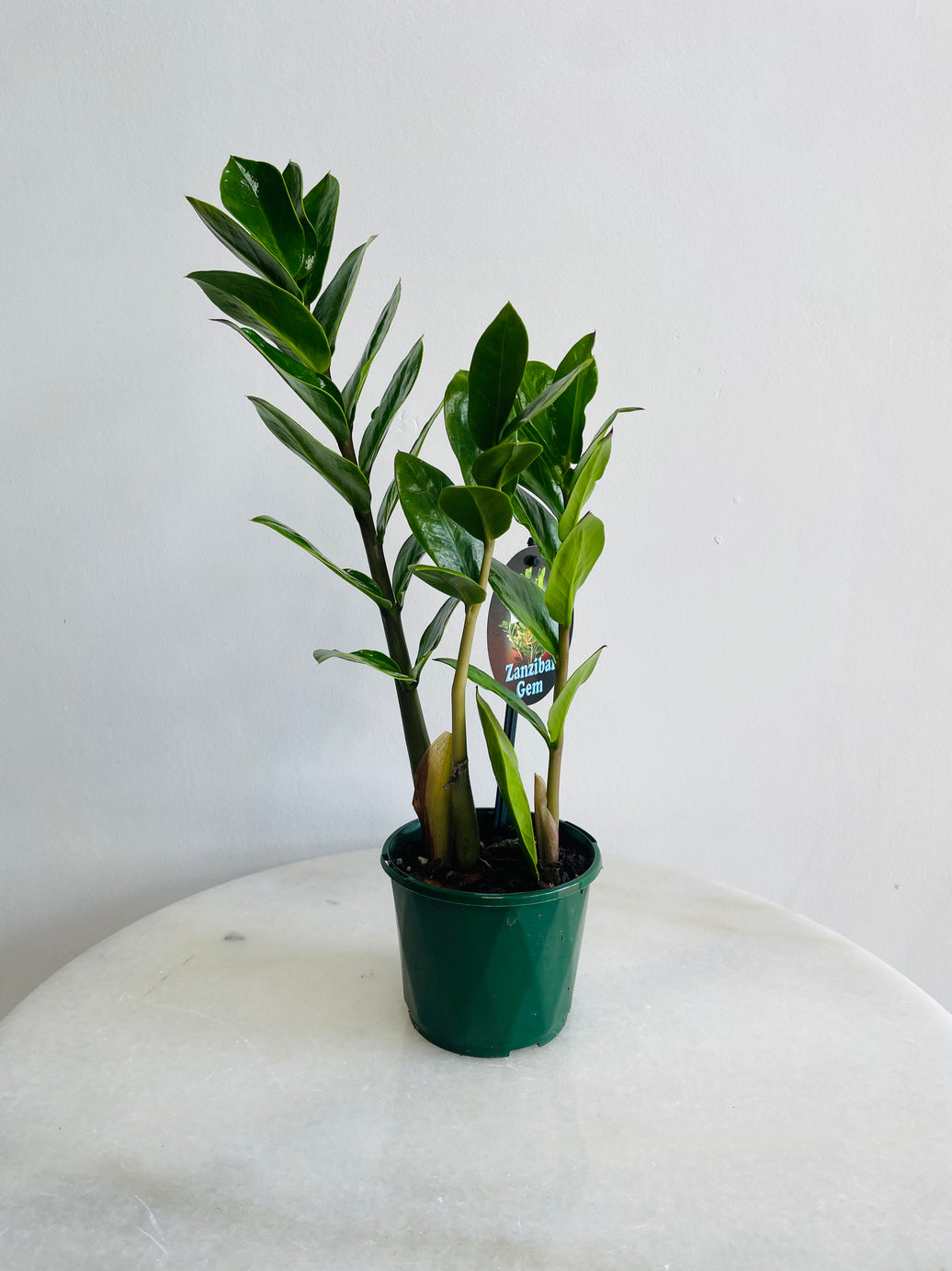 Zanzibar Gem | Zamioculcas zamiifolia | 100mm Nursery Pot