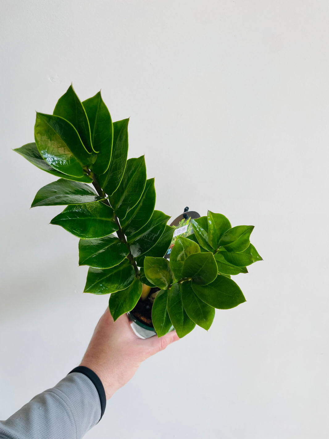 Zanzibar Gem | Zamioculcas zamiifolia | 100mm Nursery Pot