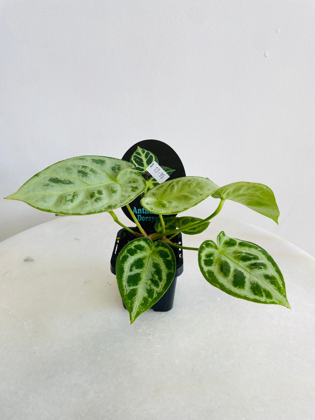 Dorayaki | Anthurium crystallinum | 70mm Nursery Pot