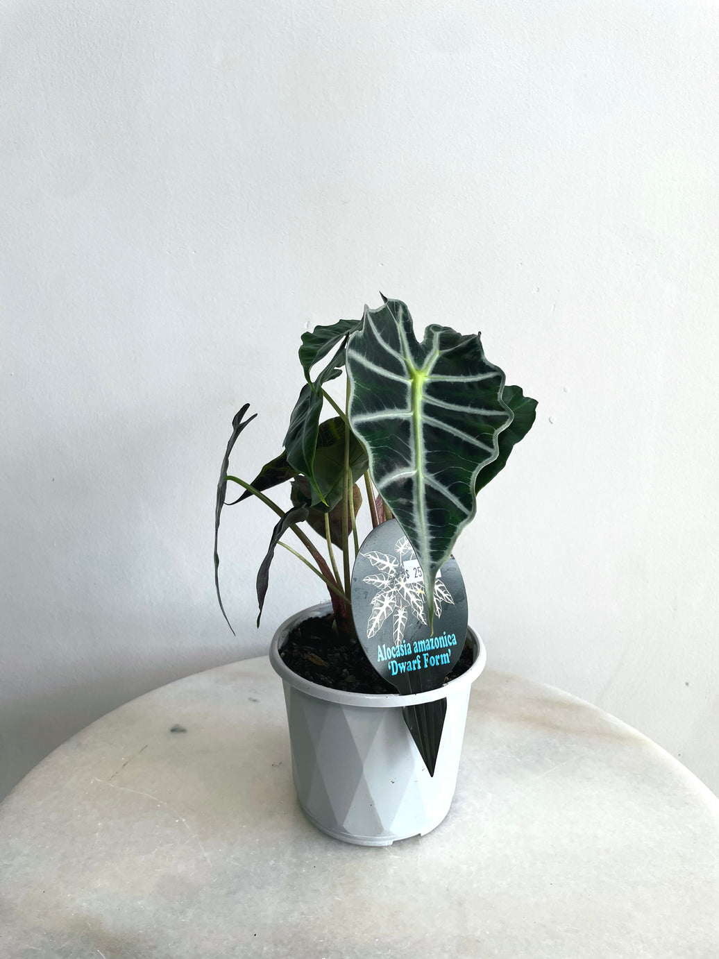 Dwarf Elephant Ear | Alocasia × amazonica ‘Dwarf Amazonica’ | 130mm Nursery Pot