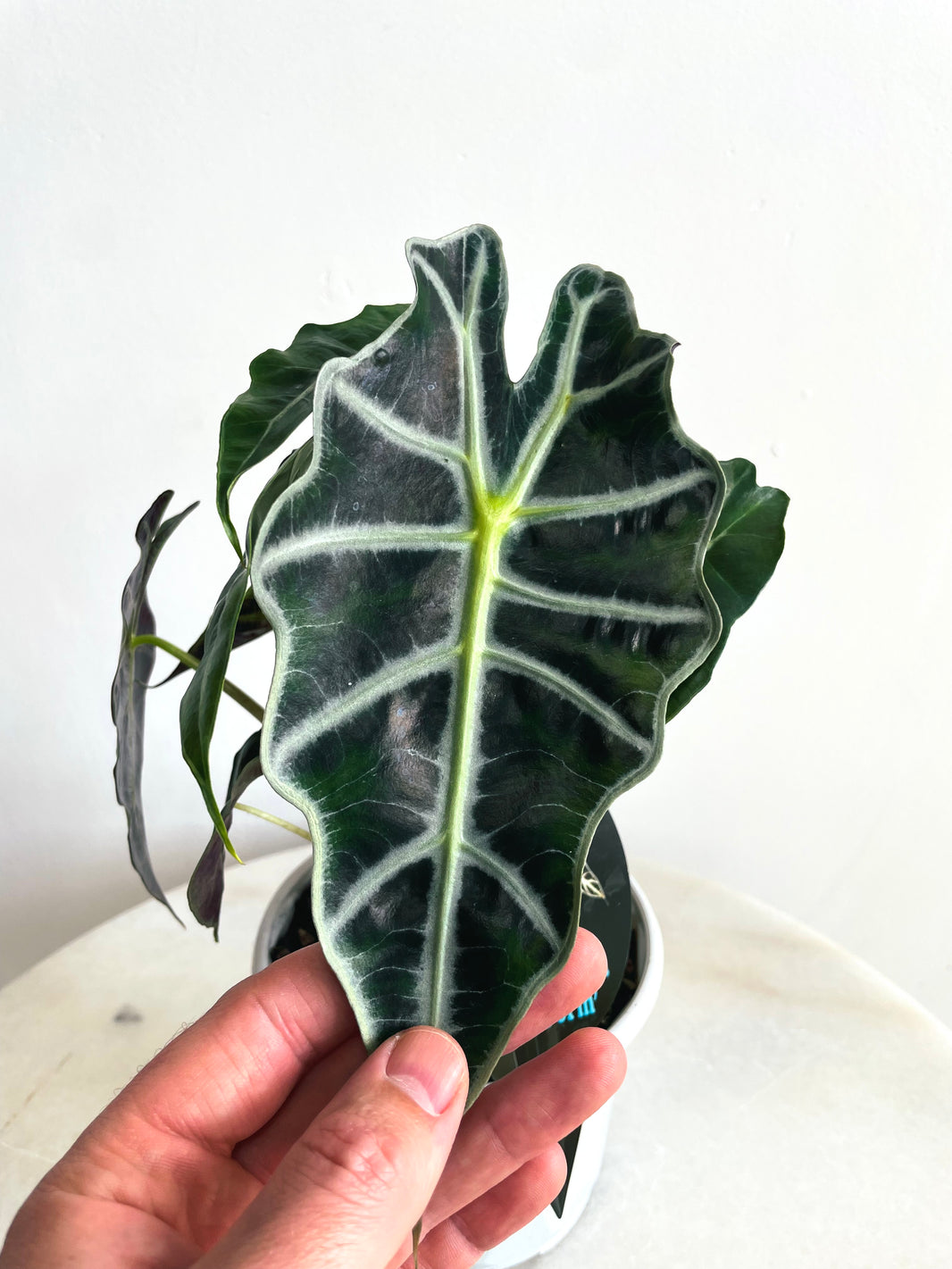Dwarf Elephant Ear | Alocasia × amazonica ‘Dwarf Amazonica’ | 130mm Nursery Pot
