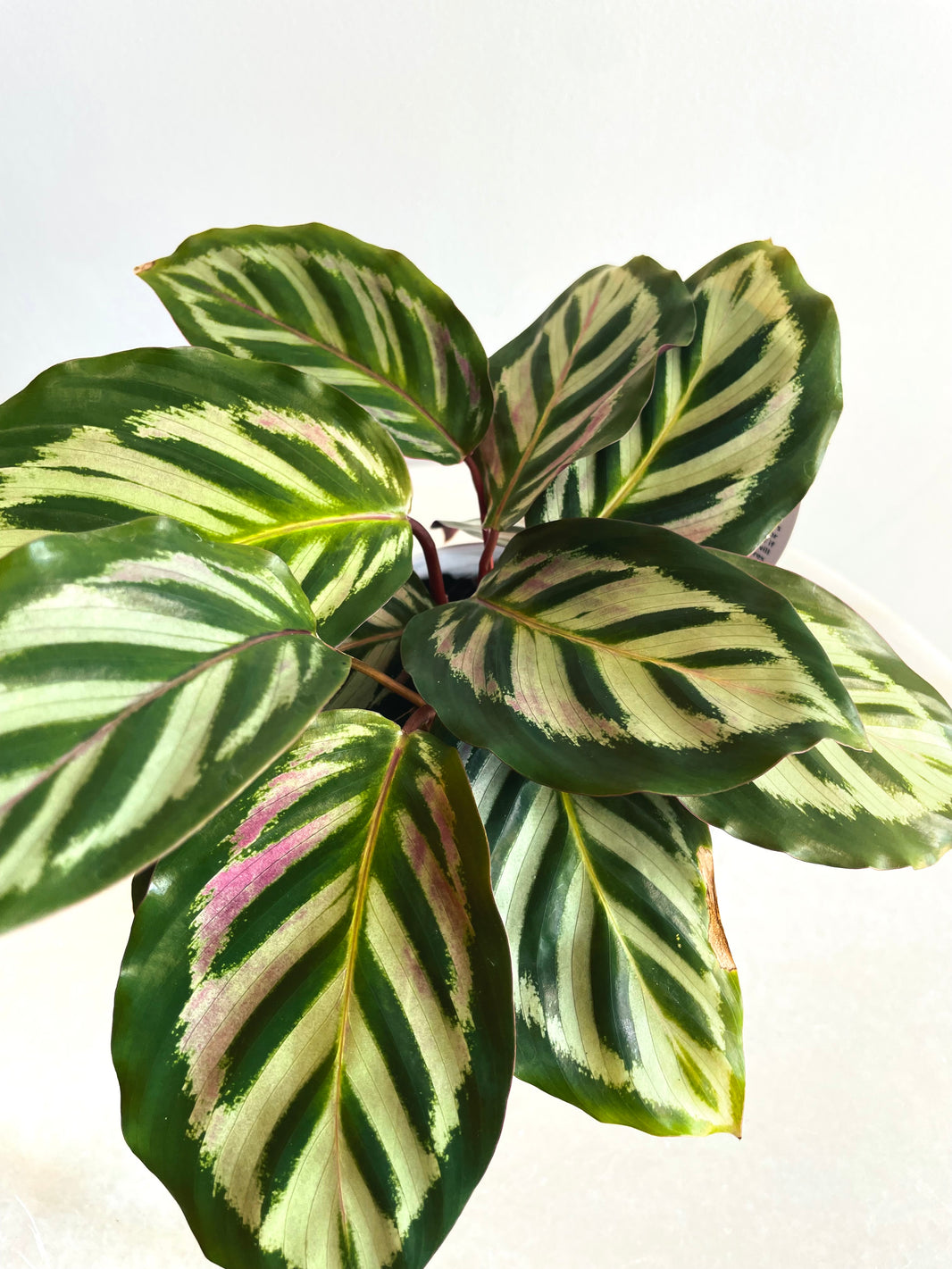 Bicajoux Calathea | Goeppertia | 130mm Nursery Pot