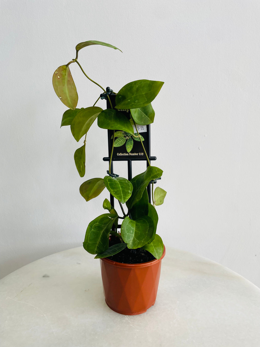 Hoya elliptica | 100mm Nursery Pot