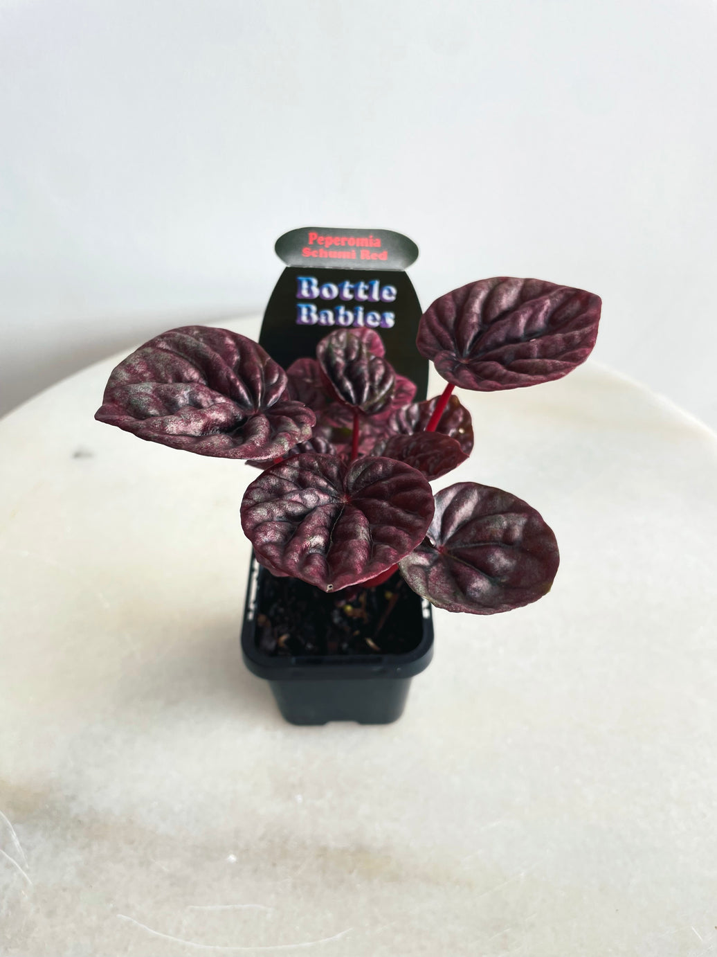 Schumi Red Radiator Plant | Peperomia caperata | 70mm Nursery Pot