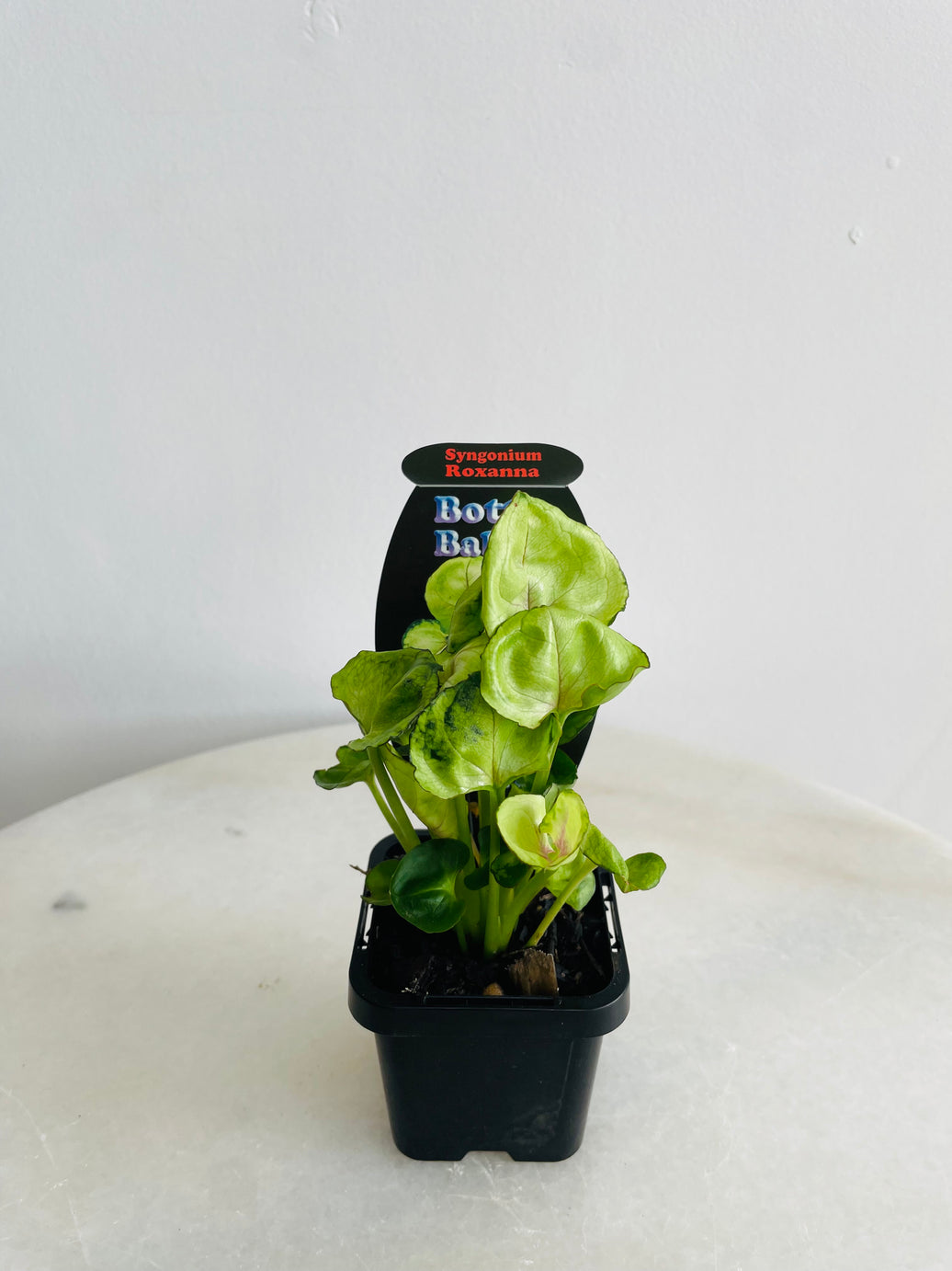 Roxanna Arrowhead Vine | Syngonium podophyllum | 70mm Nursery Pot
