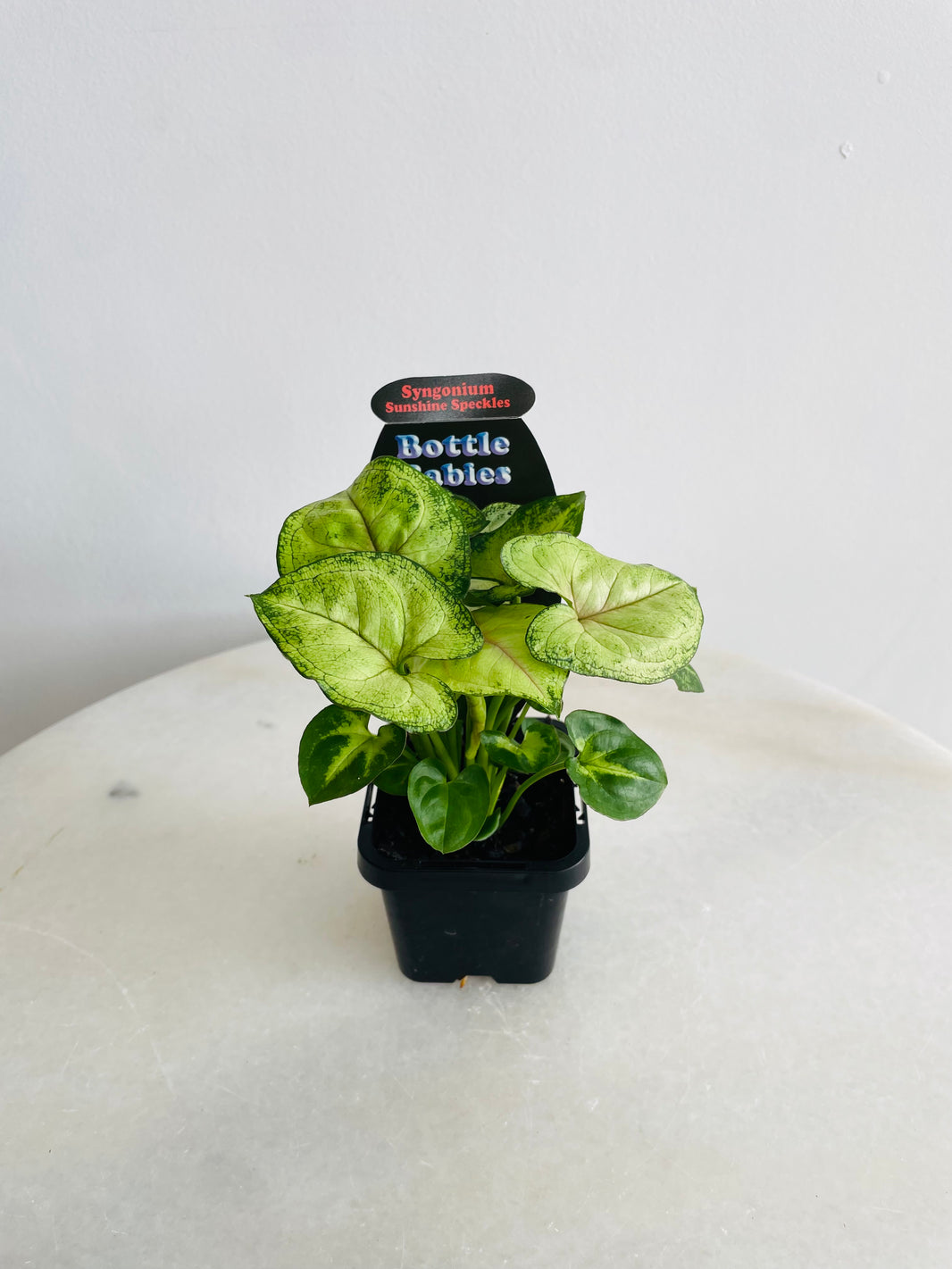 Sunshine Speckles Arrowhead Vine | Syngonium podophyllum | 70mm Nursery Pot