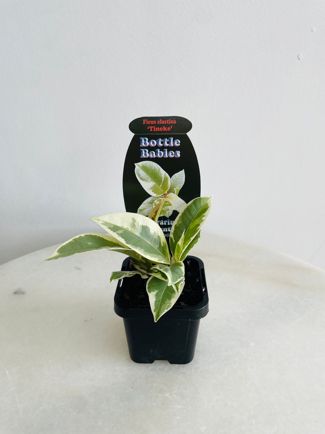 Tineke Rubber Plant | Ficus elastica | 70mm Nursery Pot