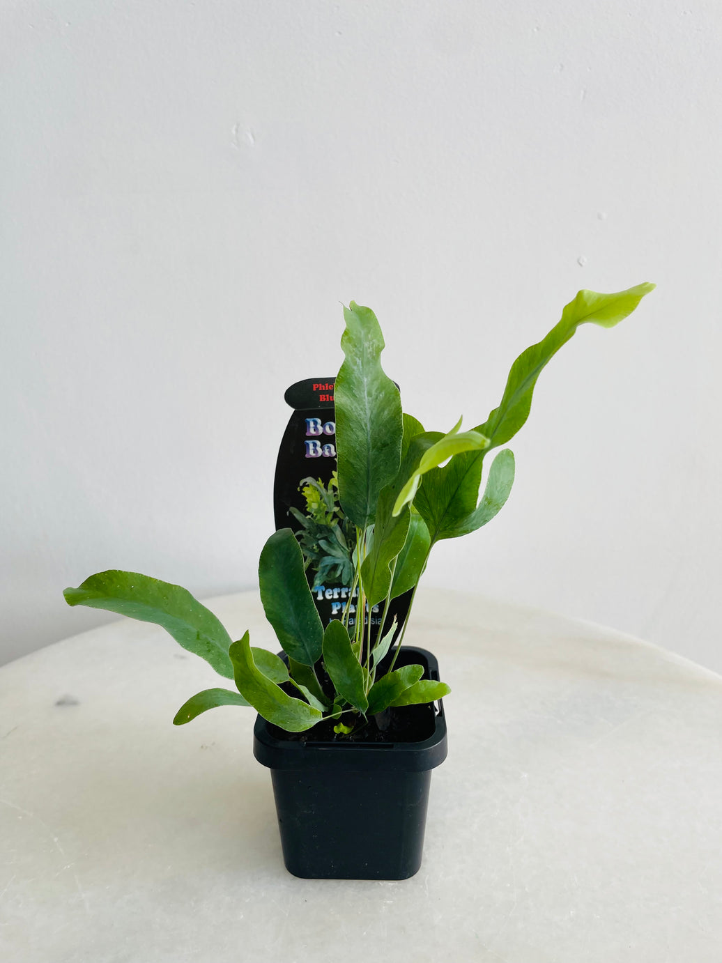 The Blue Star Fern | Phlebodium aureum | 70mm Nursery Pot