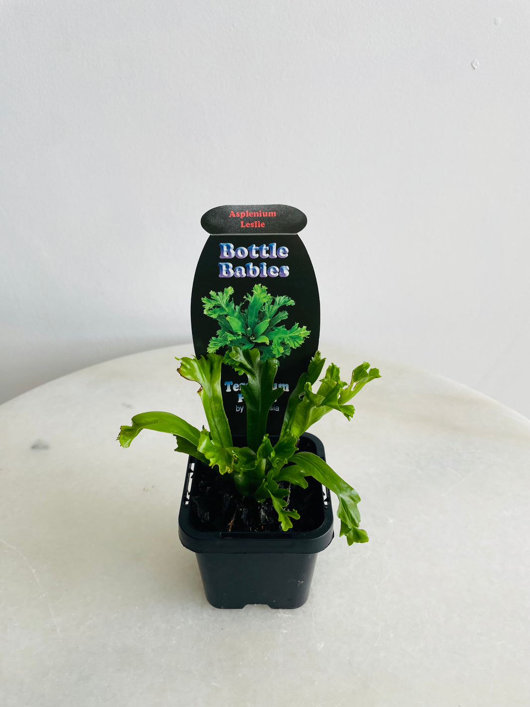 Leslie Bird's Nest Fern | Asplenium antiquum | 70mm Nursery Pot