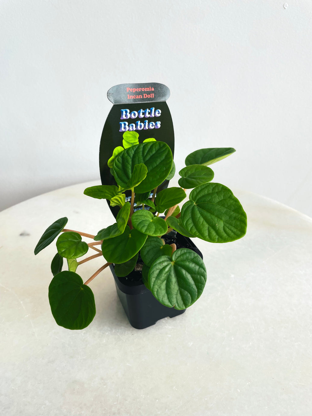 Incan Doll | Peperomia | 70mm Nursery Pot