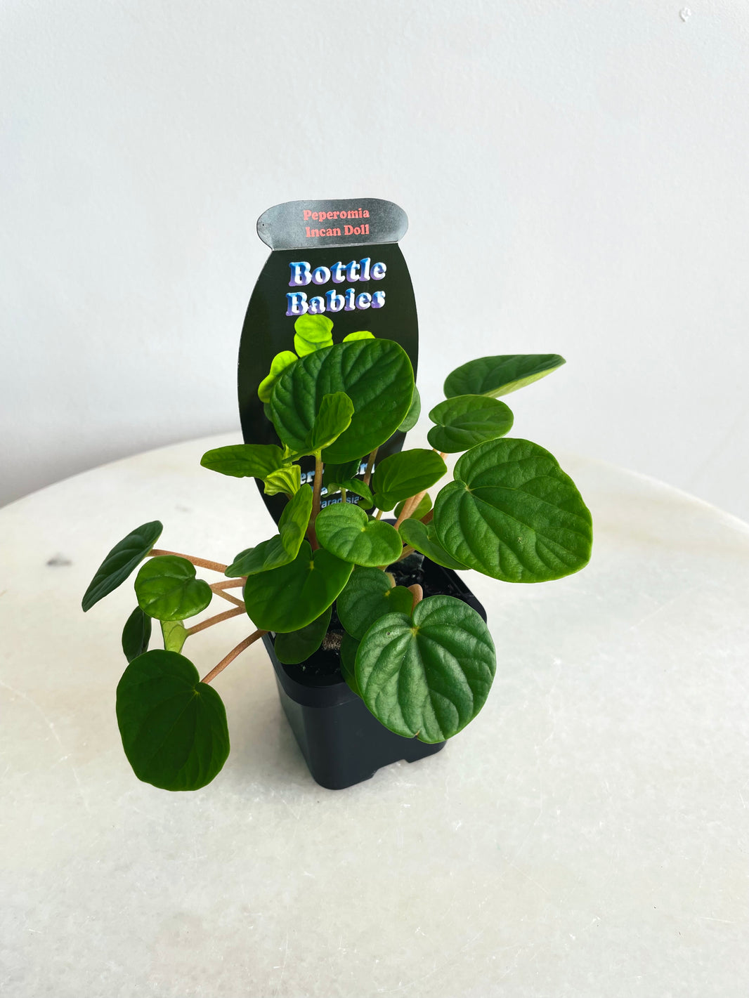 Incan Doll | Peperomia | 70mm Nursery Pot