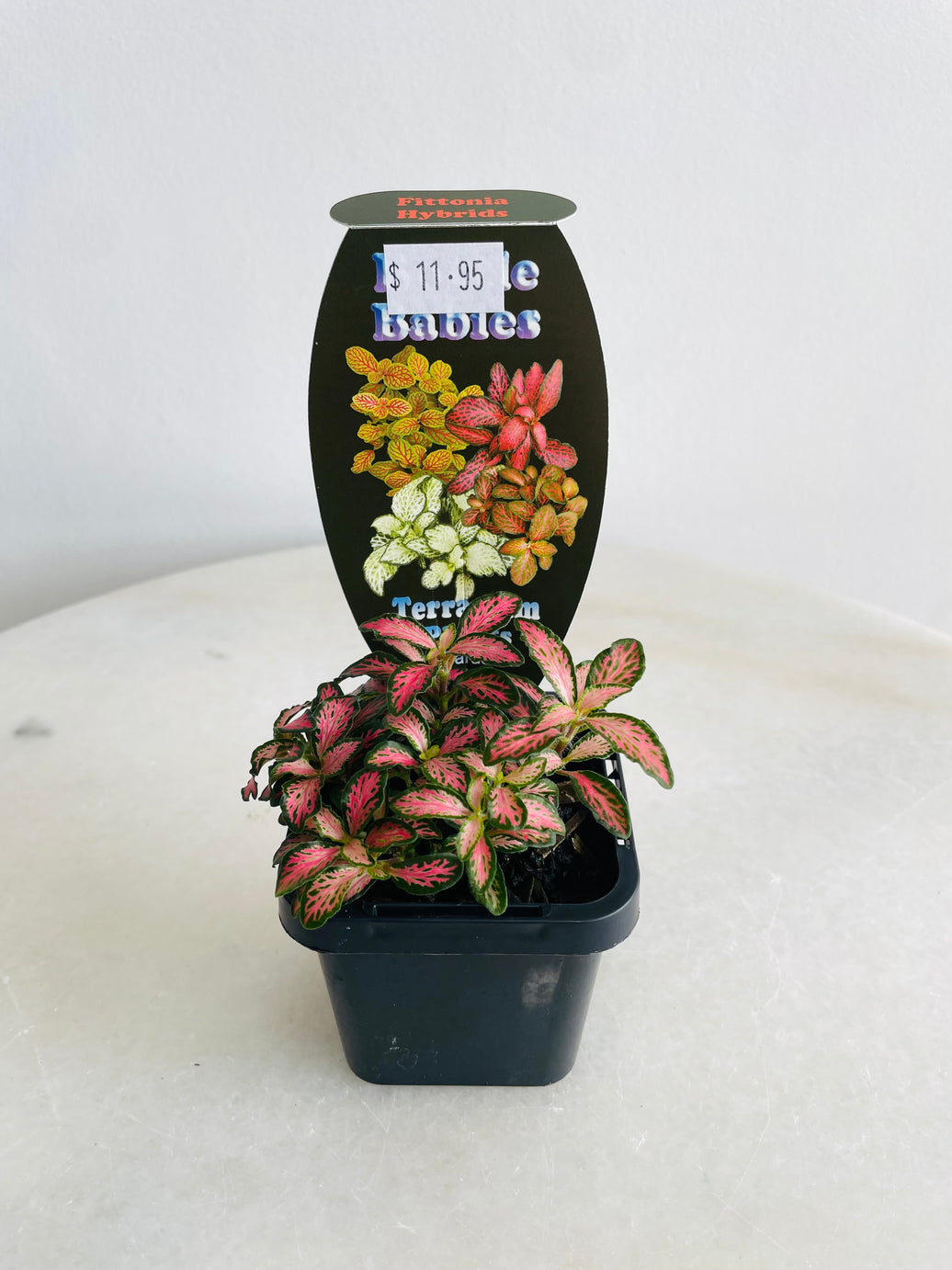 Nerve Plant | Fittonia albivenis | 70mm Nursery Pot