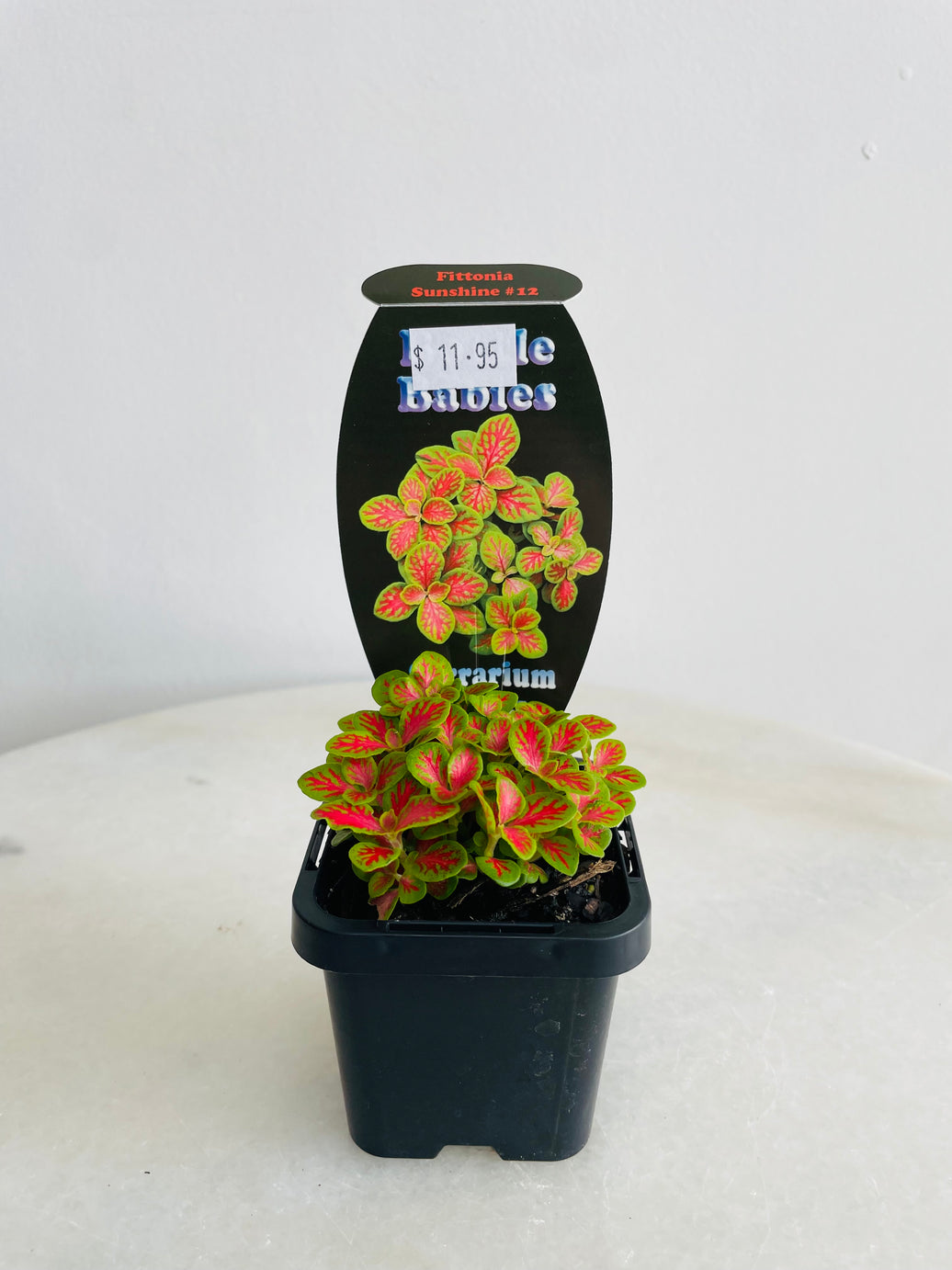 Sunshine #12 Nerve Plant | Fittonia albivenis | 70mm Nursery Pot