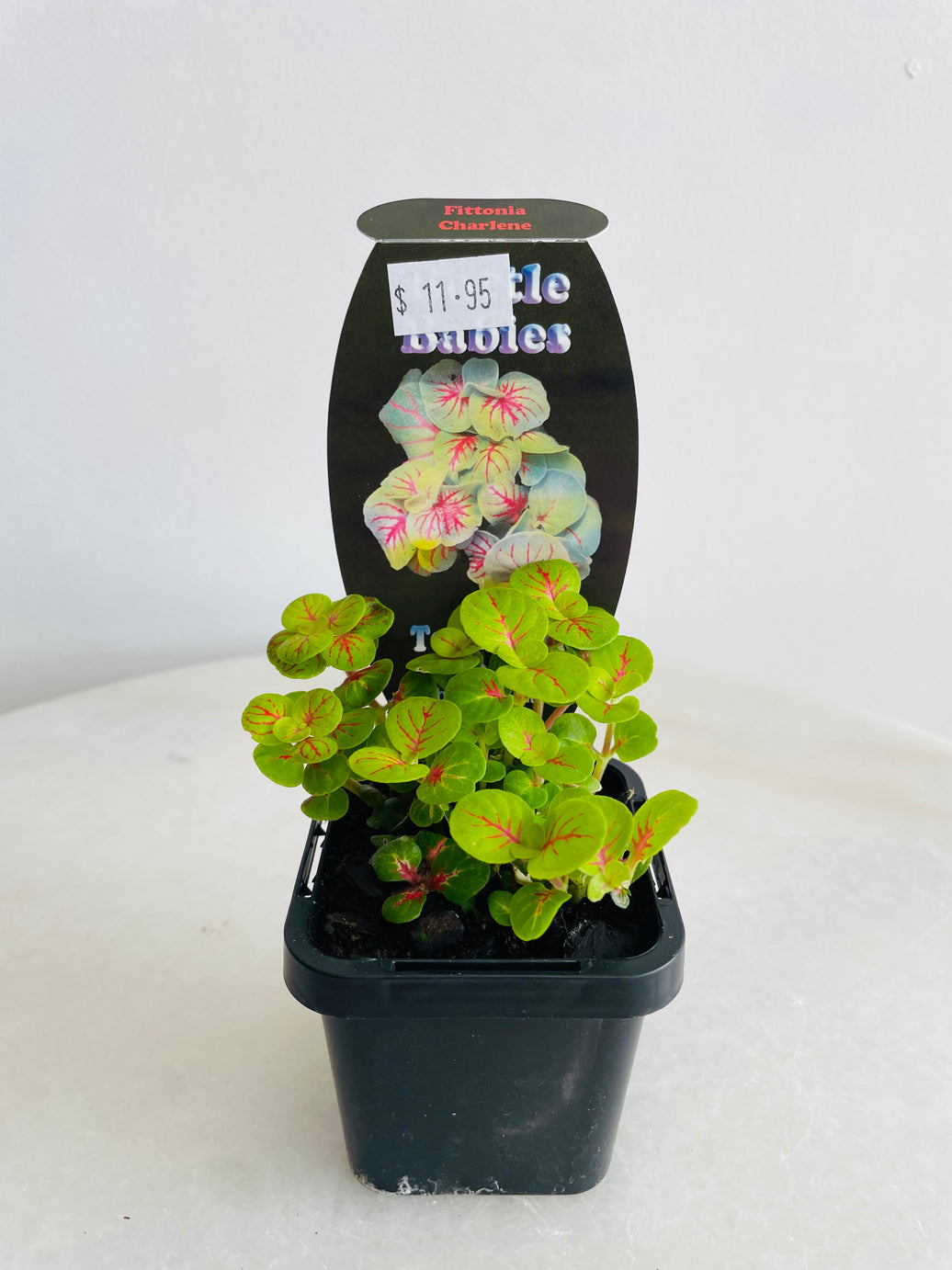 Charlene Nerve Plant | Fittonia albivenis | 70mm Nursery Pot
