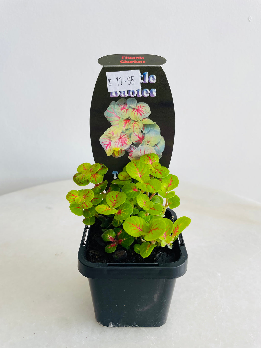 Charlene Nerve Plant | Fittonia albivenis | 70mm Nursery Pot